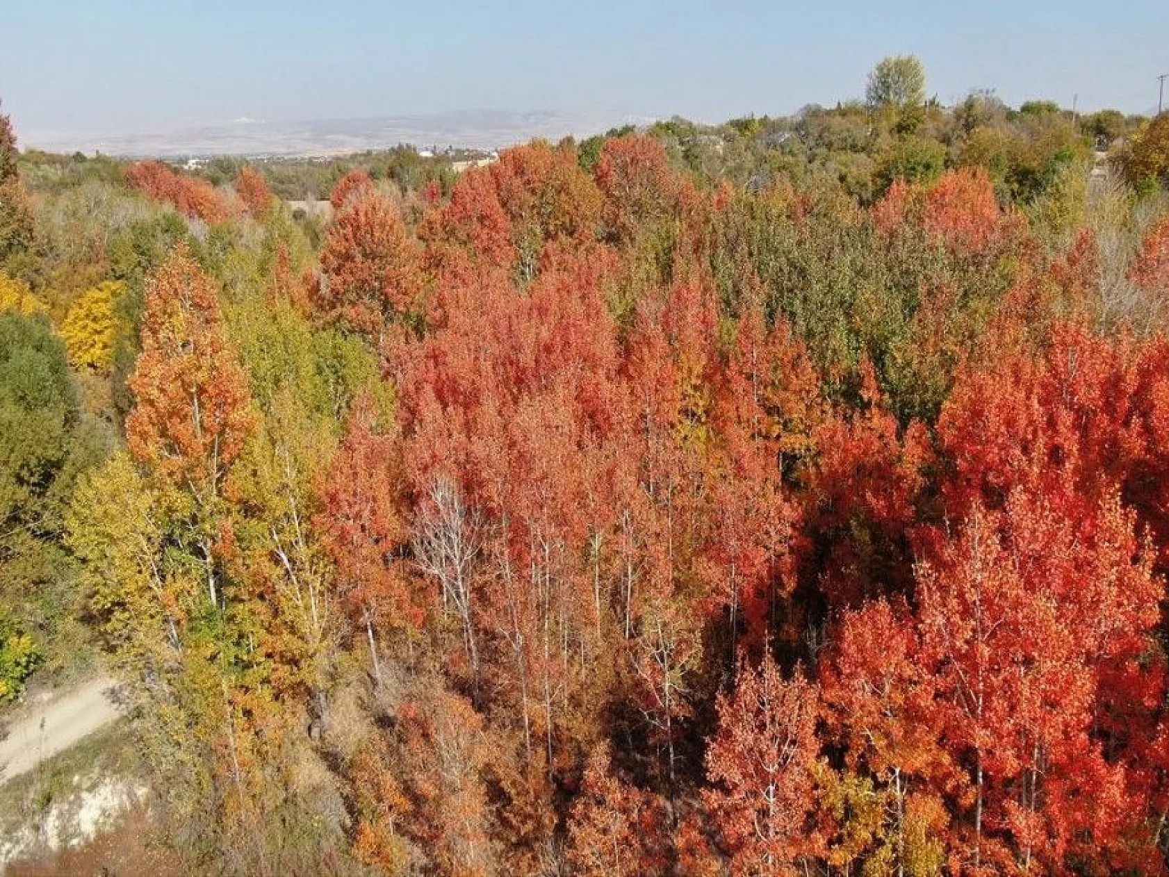 Elazığ'da sonbaharda rengarenk olan ağaçlar havadan görüntülendi