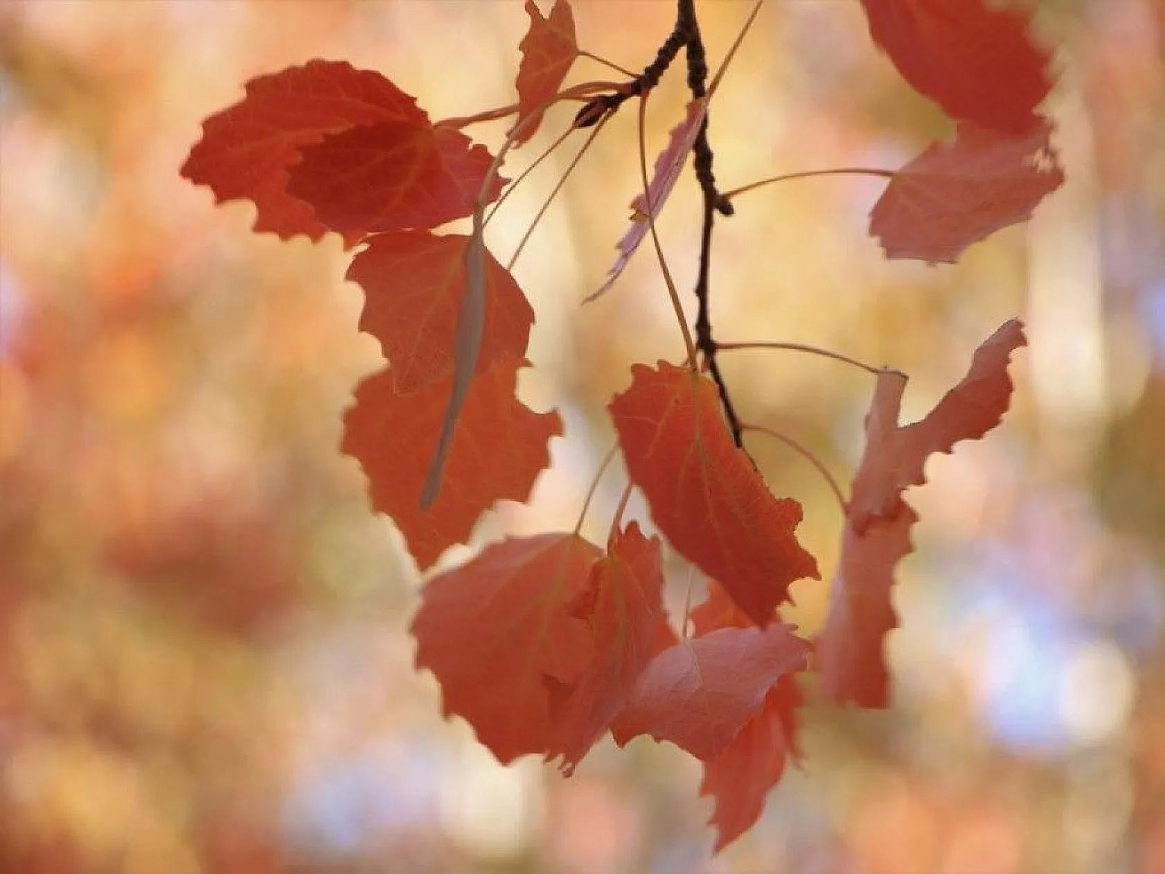 Elazığ'da sonbaharda rengarenk olan ağaçlar havadan görüntülendi
