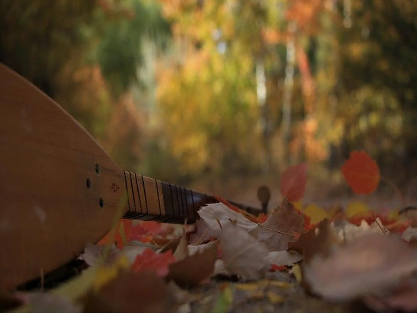 Elazığ'da sonbaharda rengarenk olan ağaçlar havadan görüntülendi