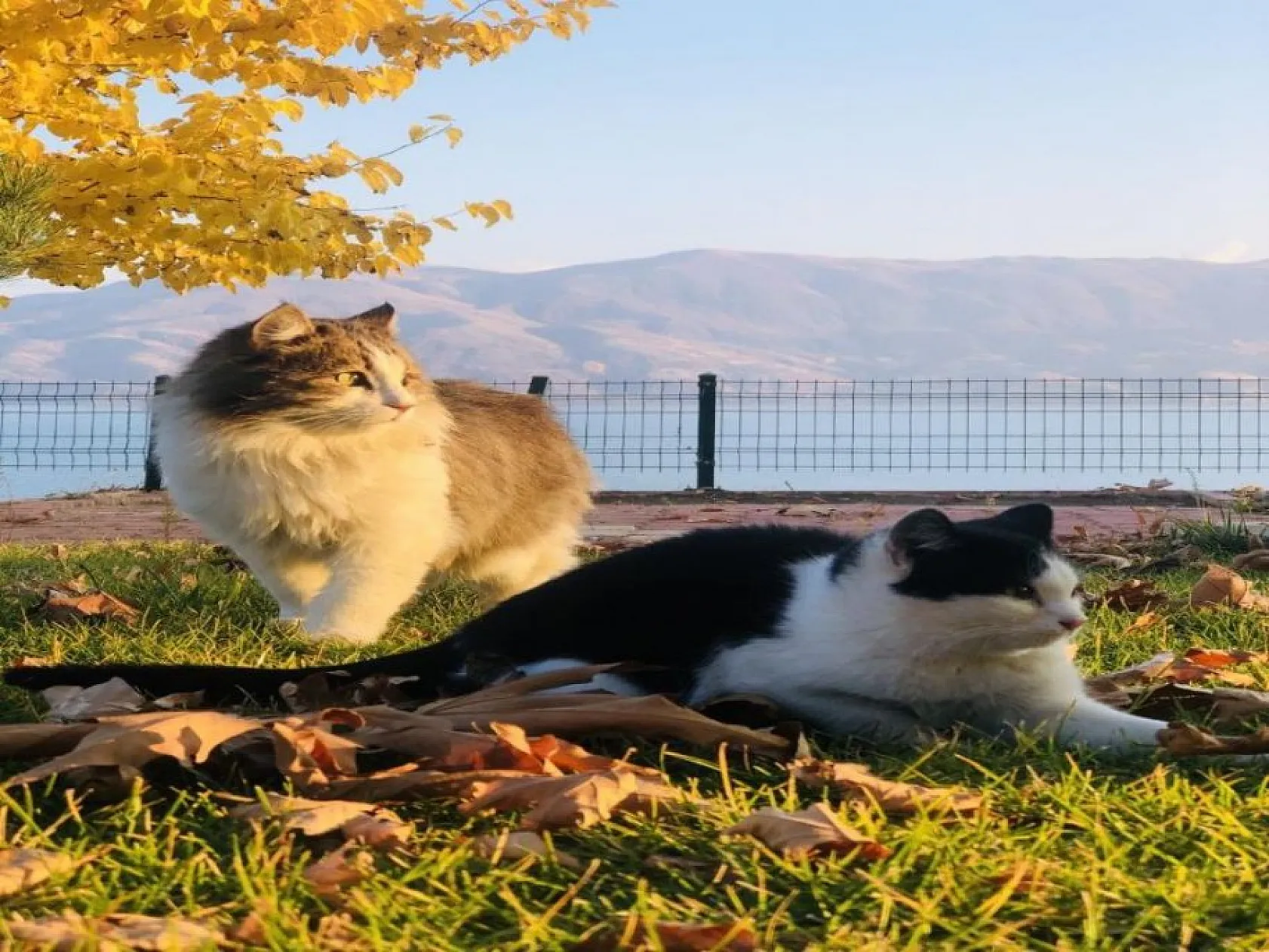 Doğunun gizli denizi Hazar Gölü'nde sonbahar güzelliğiyle kartpostallık görüntüler