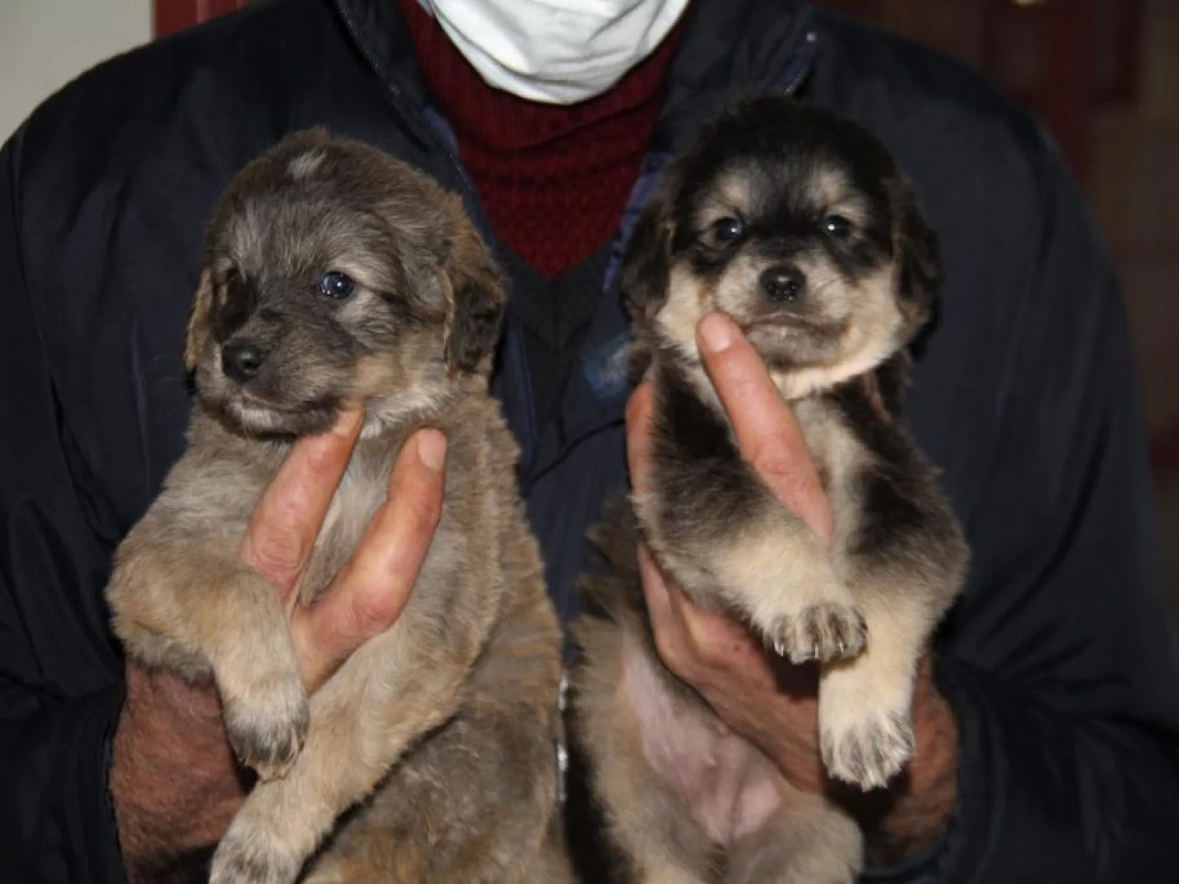 Elazığ Belediyesinden sokak hayvanları için 5 yıldızlı otel konforu