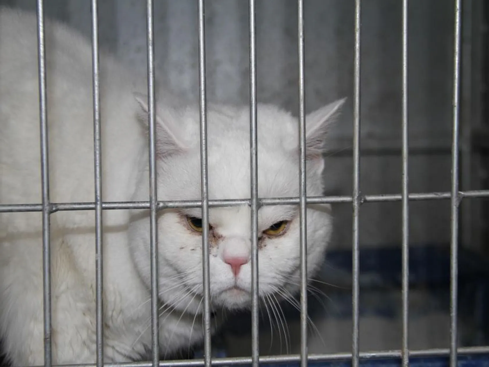 Elazığ Belediyesinden sokak hayvanları için 5 yıldızlı otel konforu