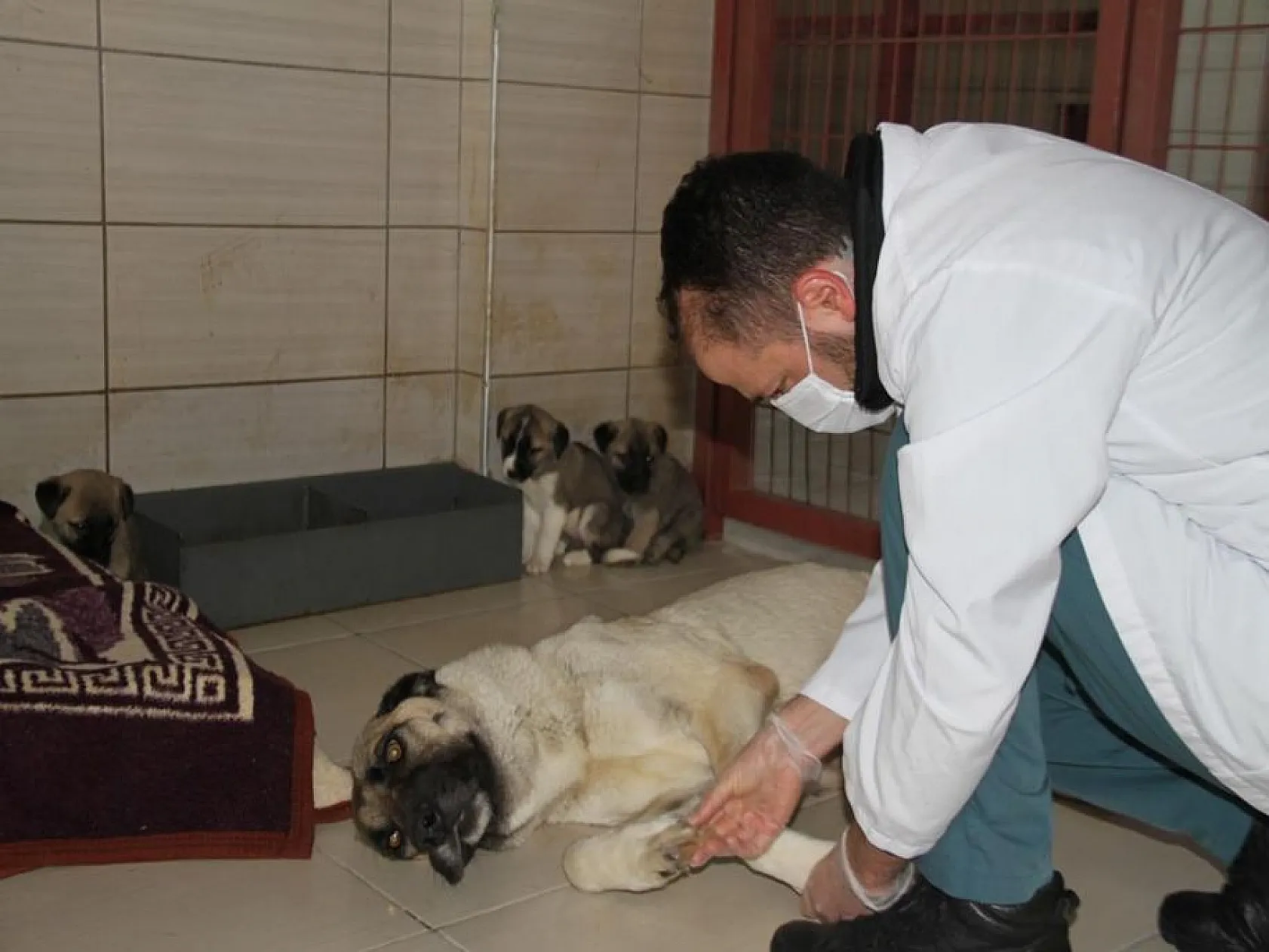 Elazığ Belediyesinden sokak hayvanları için 5 yıldızlı otel konforu