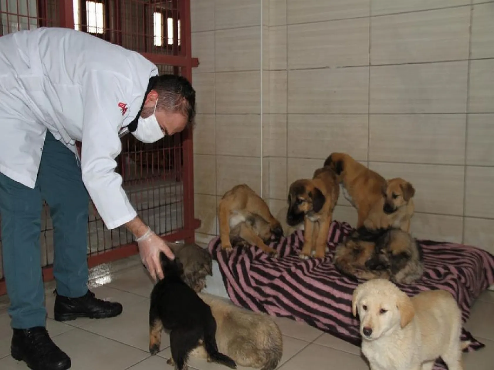 Elazığ Belediyesinden sokak hayvanları için 5 yıldızlı otel konforu