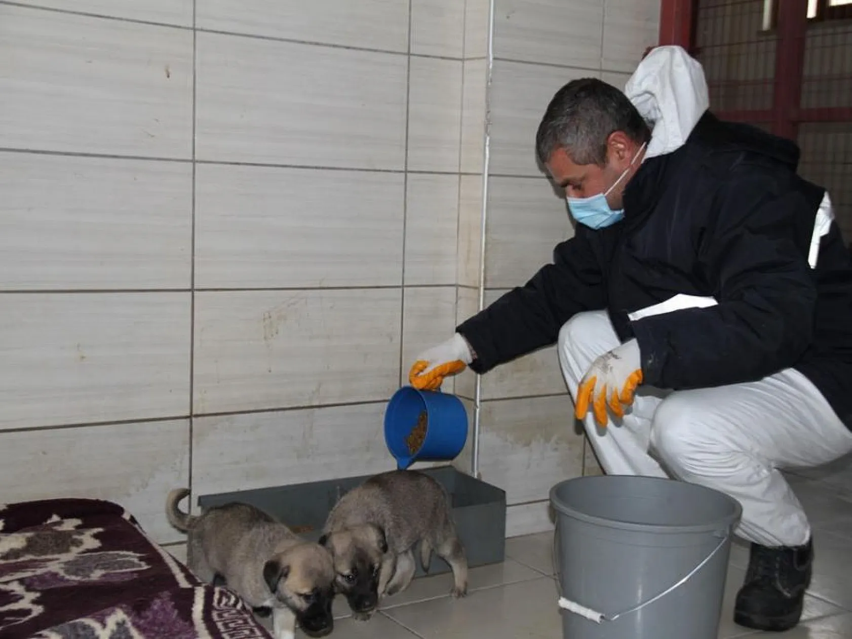 Elazığ Belediyesinden sokak hayvanları için 5 yıldızlı otel konforu