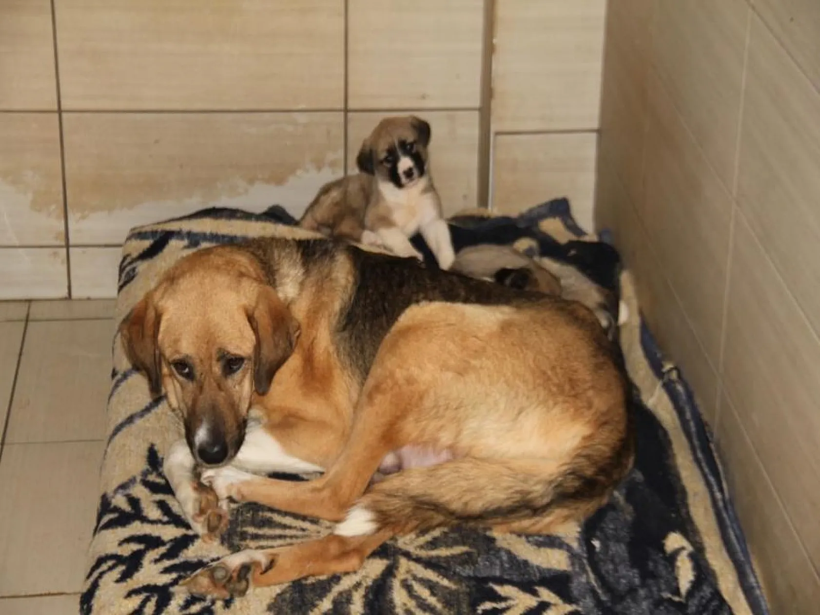 Elazığ Belediyesinden sokak hayvanları için 5 yıldızlı otel konforu