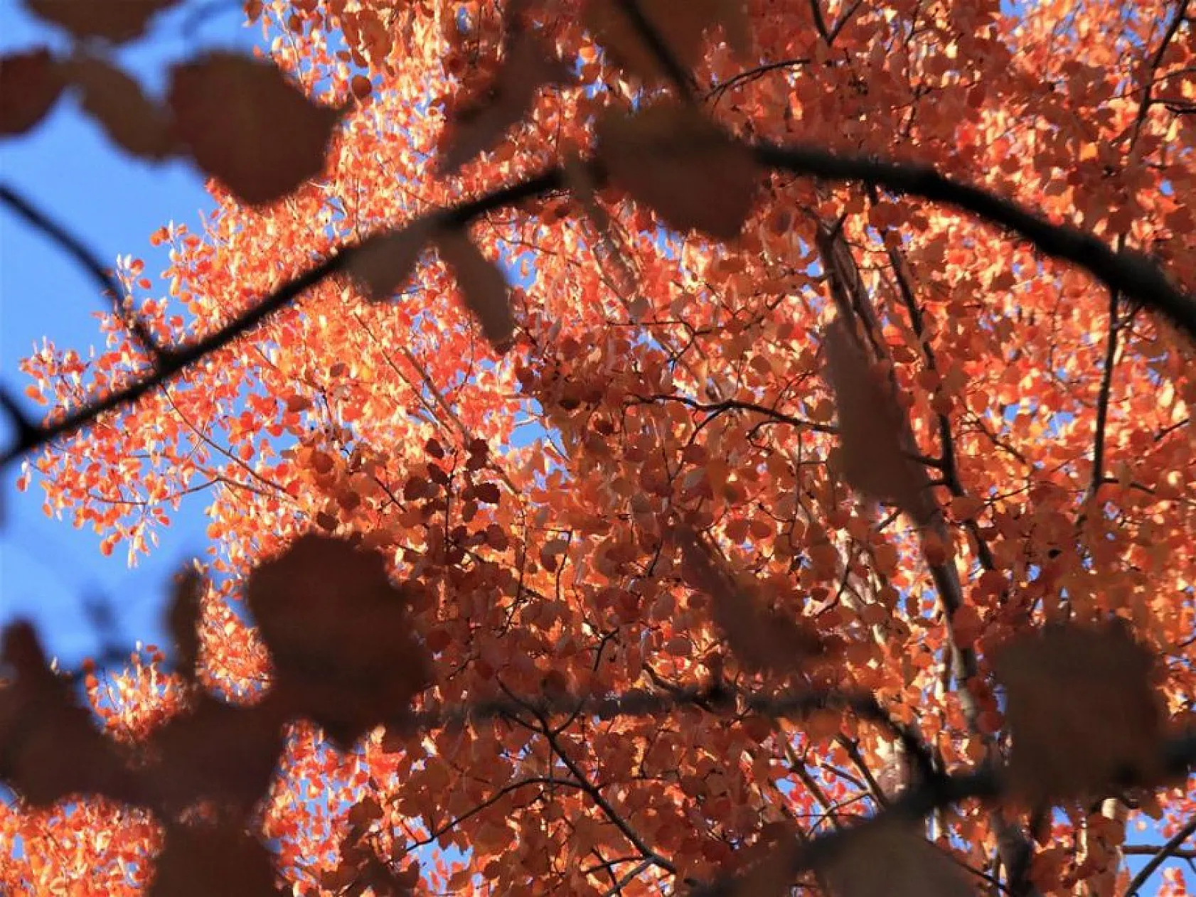 Elazığ'ın Beşik köyü sonbaharda görsel bir şölen sunuyor