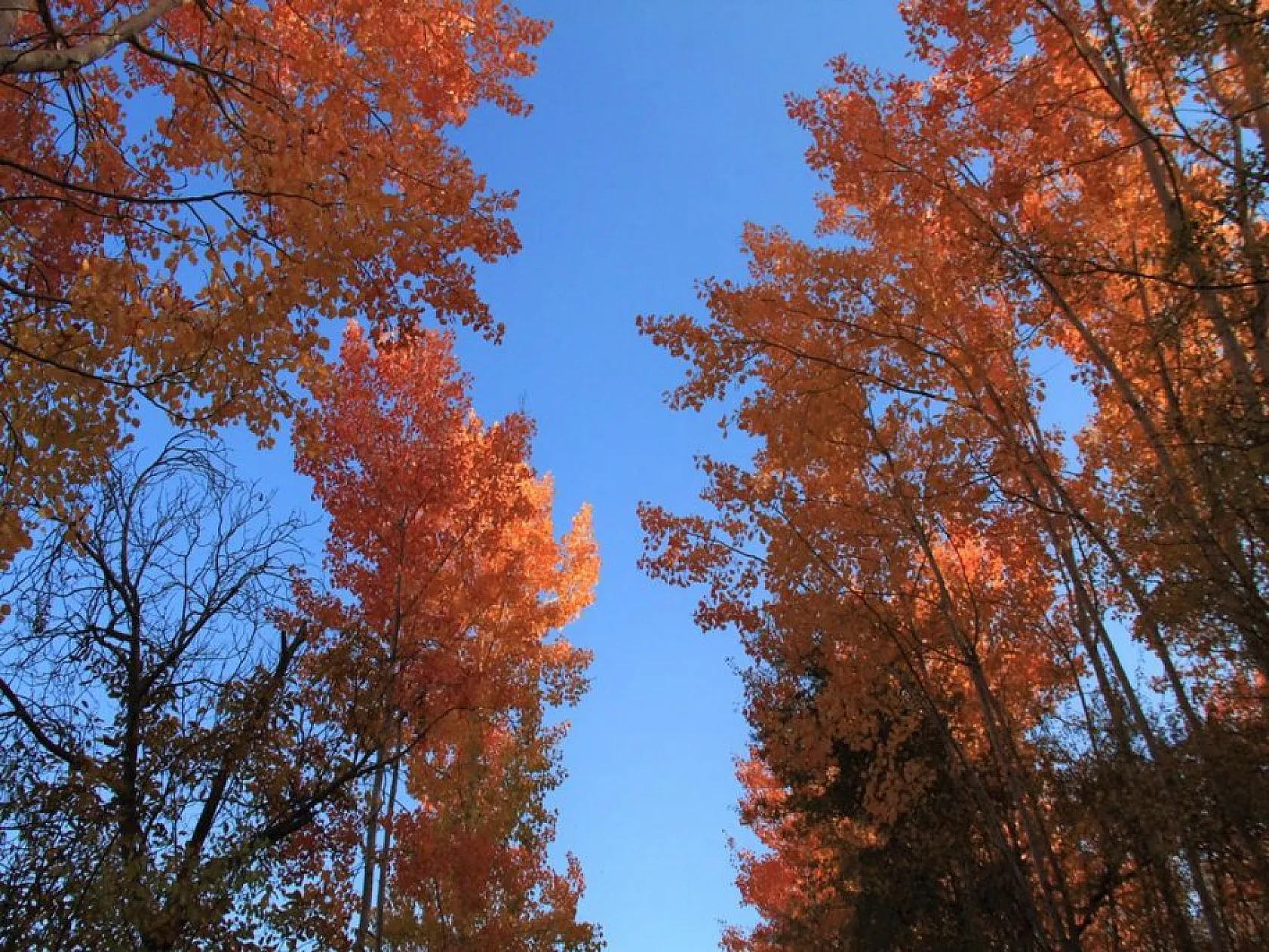 Elazığ'ın Beşik köyü sonbaharda görsel bir şölen sunuyor