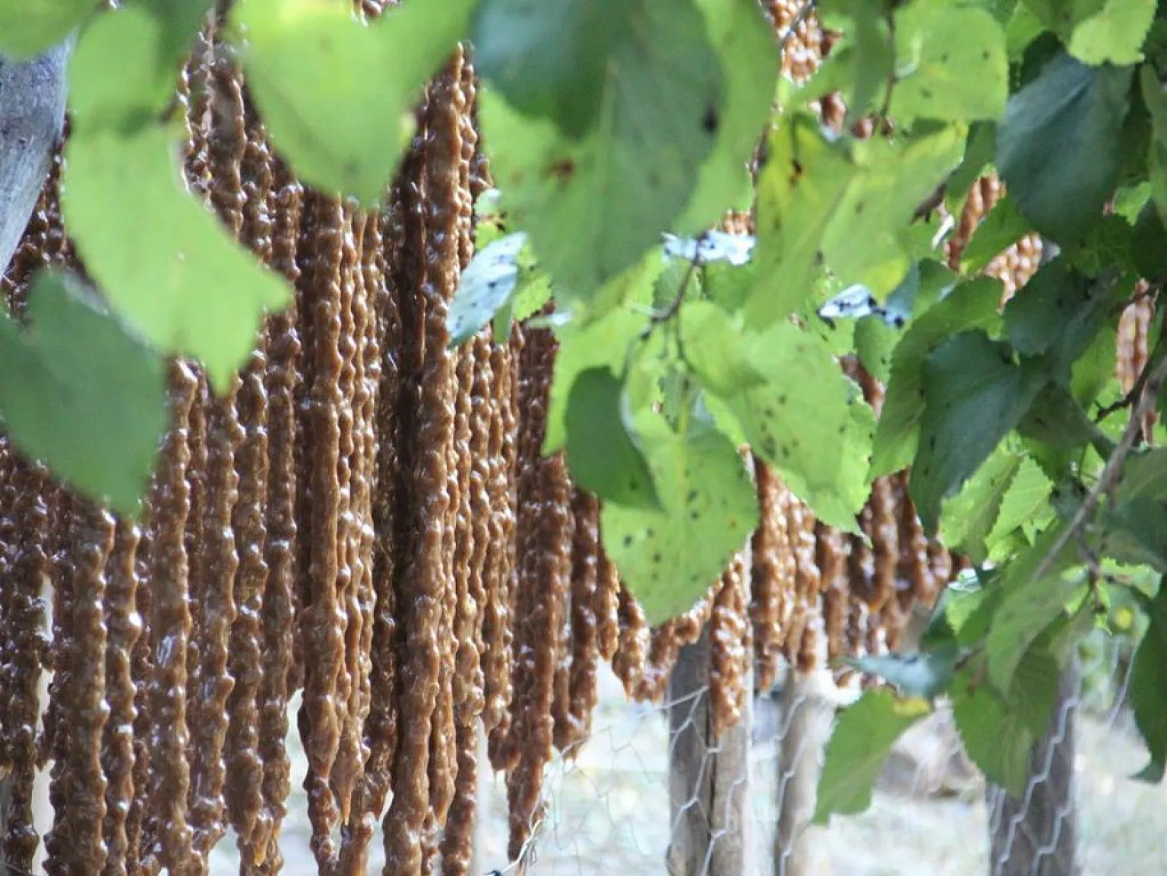 Elazığ'ın tescilli lezzeti 'orcik' için mesai başladı