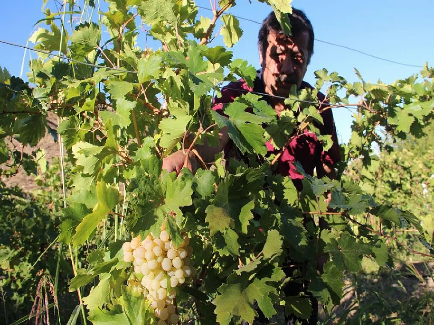 Elazığ'ın tescilli lezzeti 'orcik' için mesai başladı