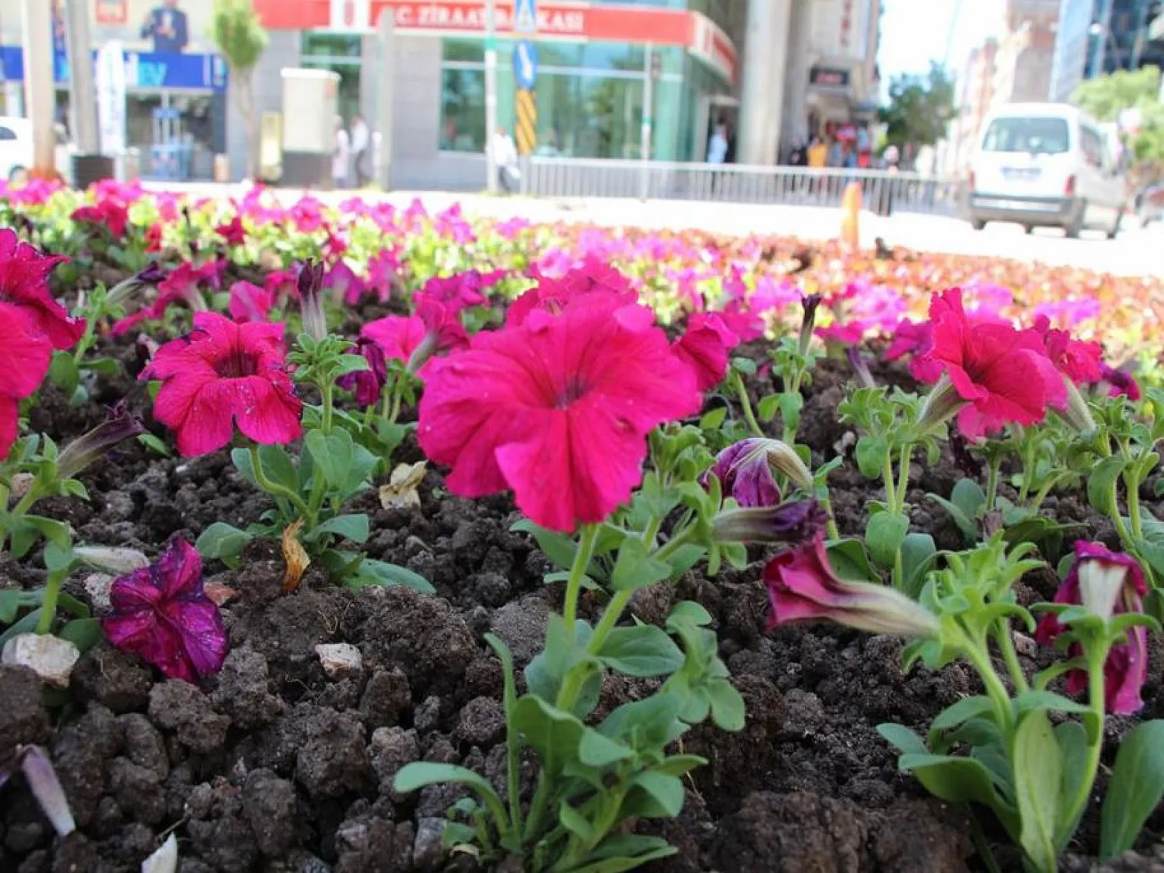 Elazığ, kadın eliyle güzelleşiyor