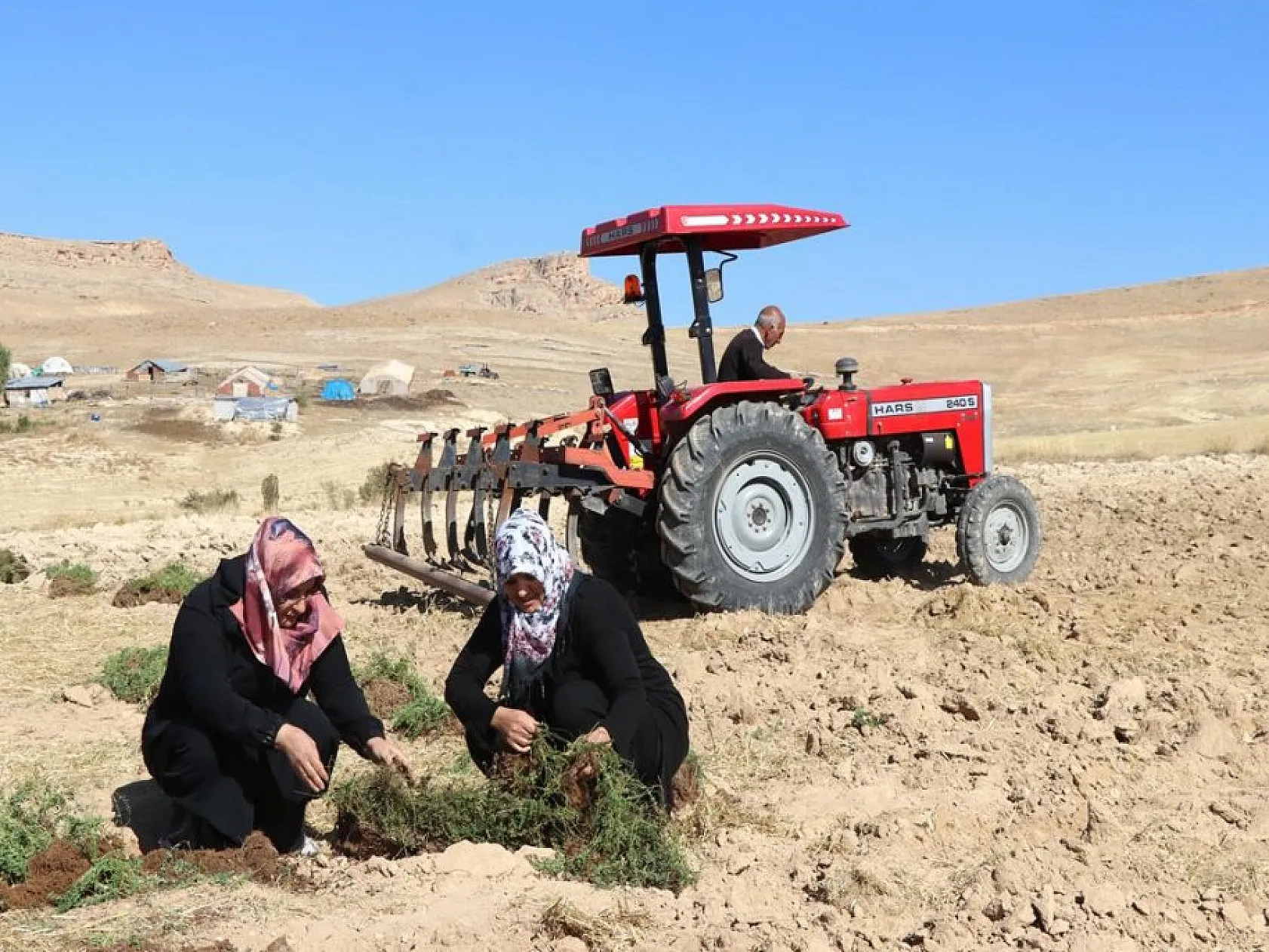 Elazığlı kadınlar atıl arazileri aromatik bitkilerle tarıma kazandırıyor