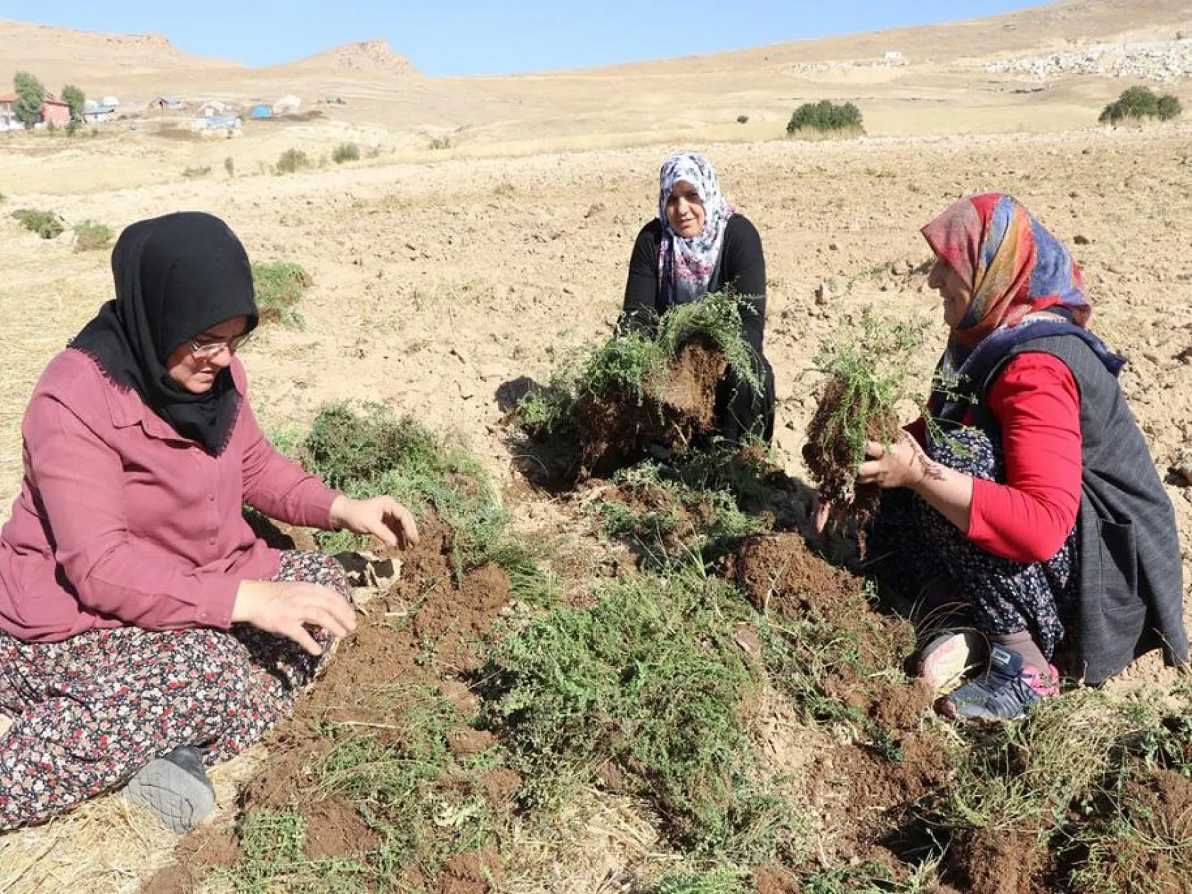 Elazığlı kadınlar atıl arazileri aromatik bitkilerle tarıma kazandırıyor