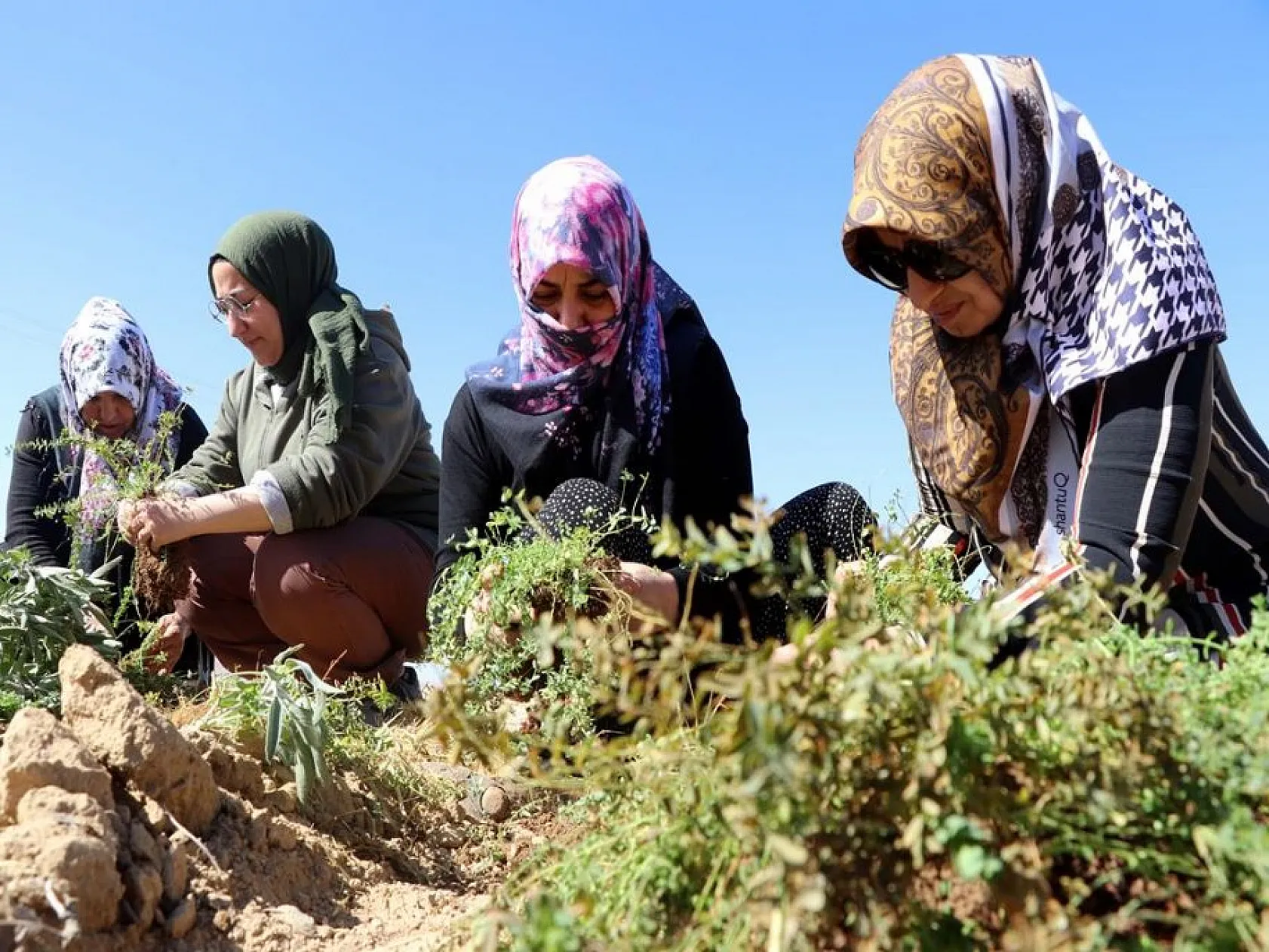 Elazığlı kadınlar atıl arazileri aromatik bitkilerle tarıma kazandırıyor