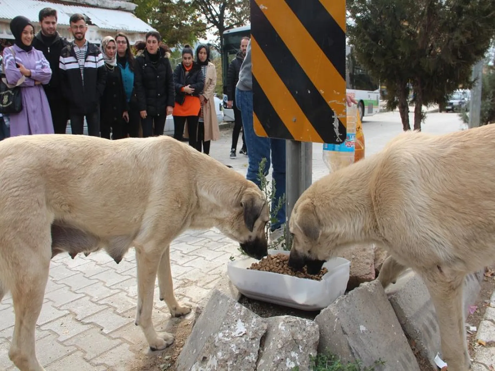 Fırat Üniversitesi İletişim Fakültesi öğrencilerinden anlamlı proje! Şehit Fethi Sekin ve sokak hayvanları unutulmadı