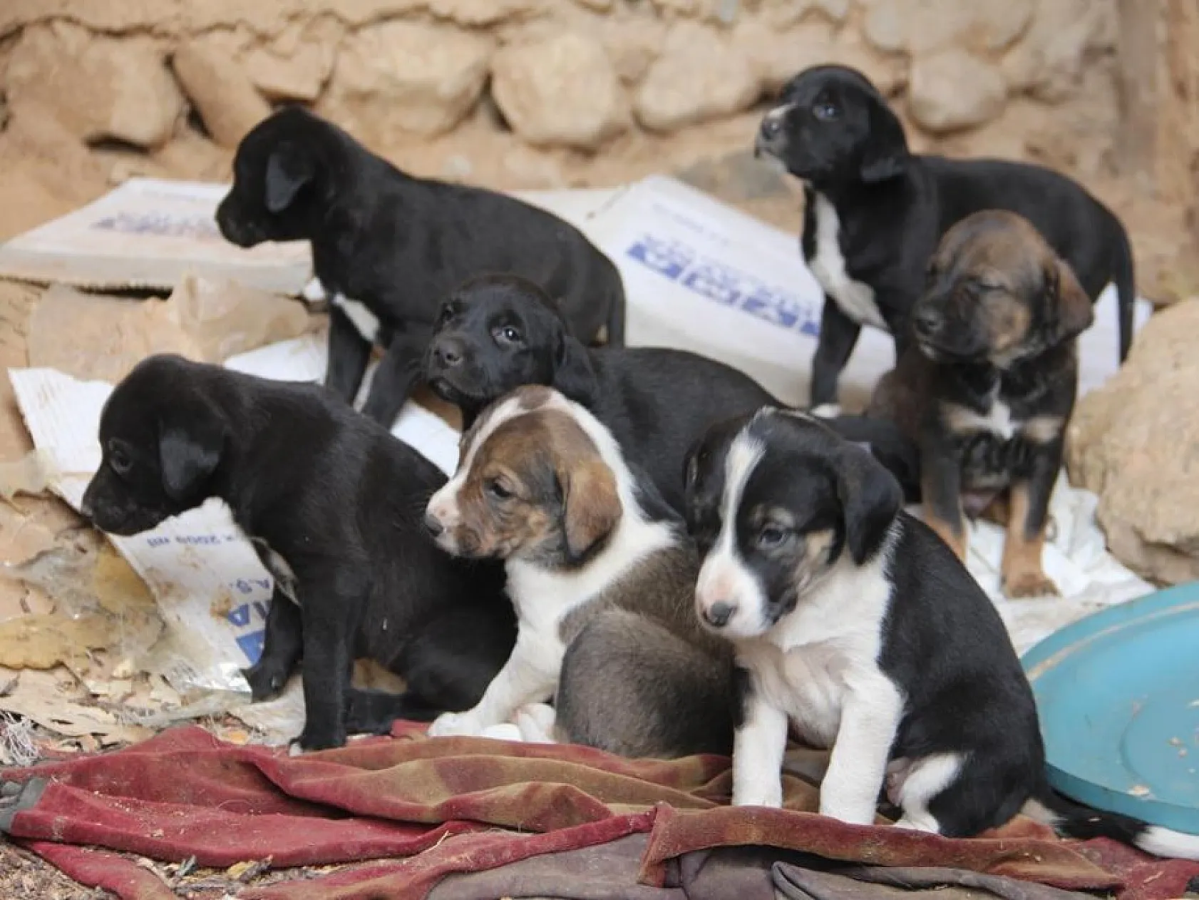 Fırat Üniversitesi İletişim Fakültesi öğrencilerinden anlamlı proje! Şehit Fethi Sekin ve sokak hayvanları unutulmadı