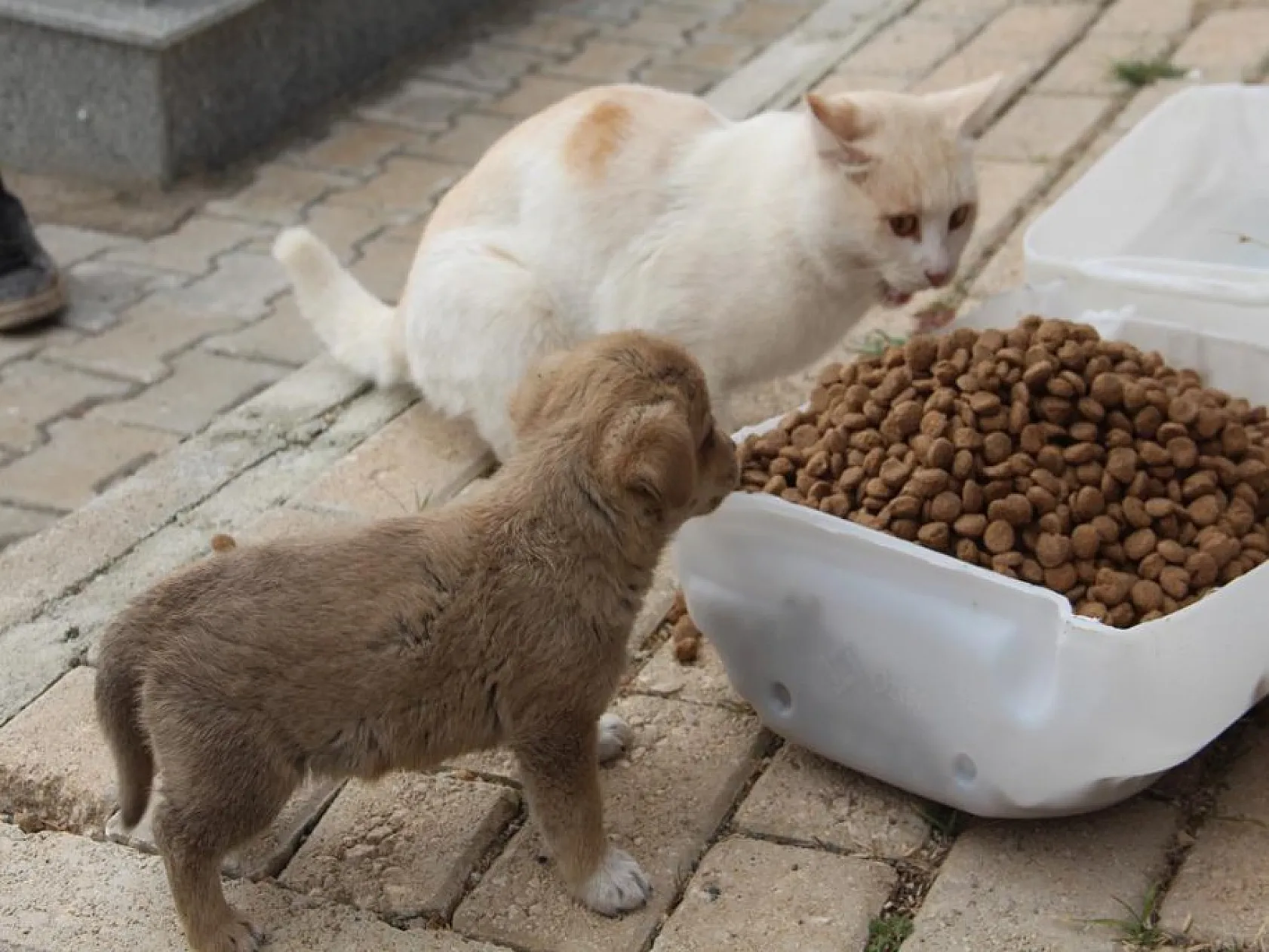Fırat Üniversitesi İletişim Fakültesi öğrencilerinden anlamlı proje! Şehit Fethi Sekin ve sokak hayvanları unutulmadı
