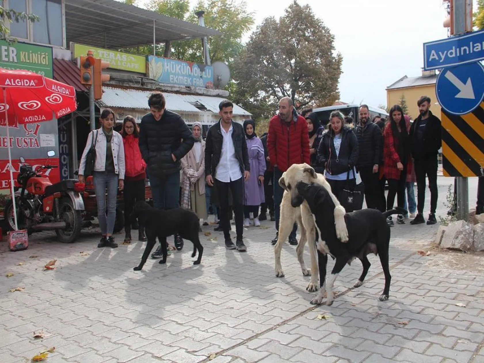 Fırat Üniversitesi İletişim Fakültesi öğrencilerinden anlamlı proje! Şehit Fethi Sekin ve sokak hayvanları unutulmadı