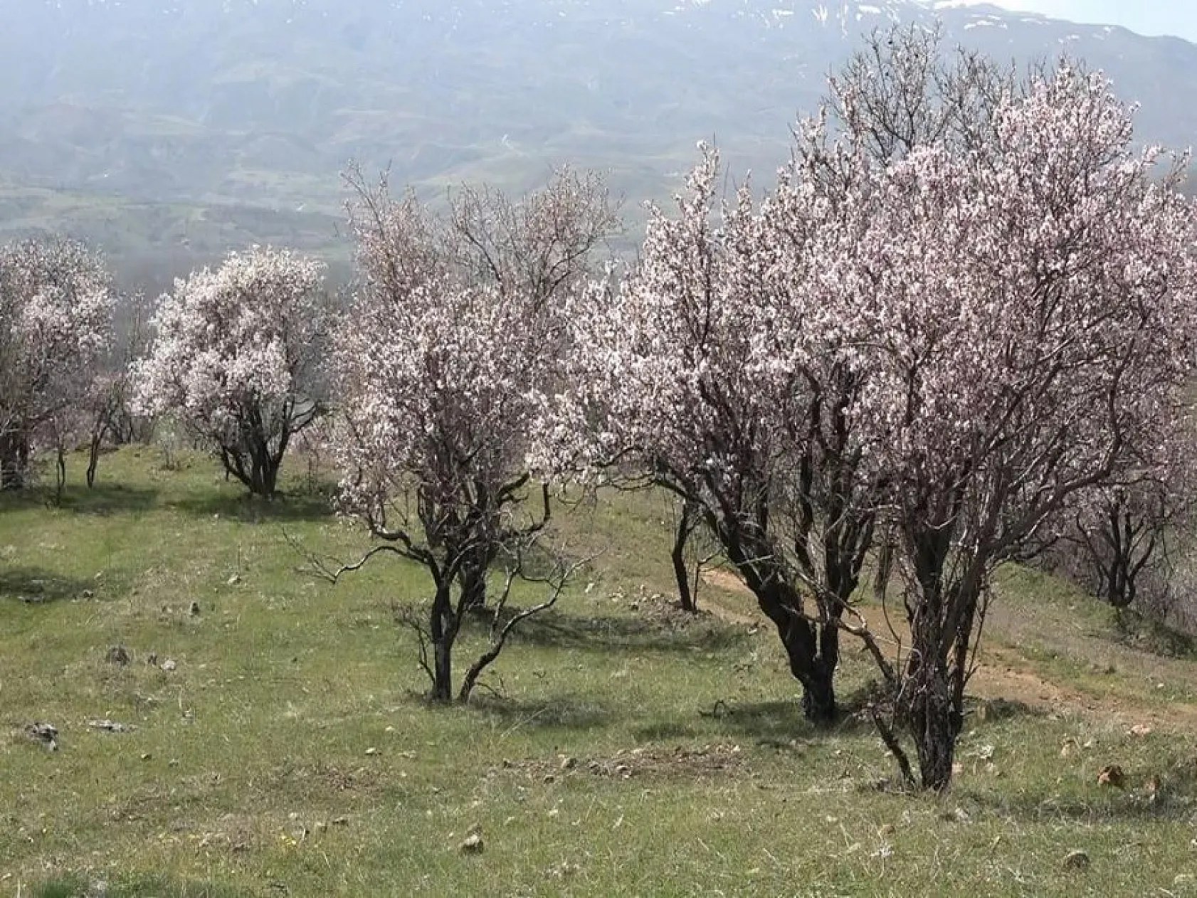 Hazar Gölü'nde çiçek açan ağaçlar kartpostallık görüntüler oluşturdu
