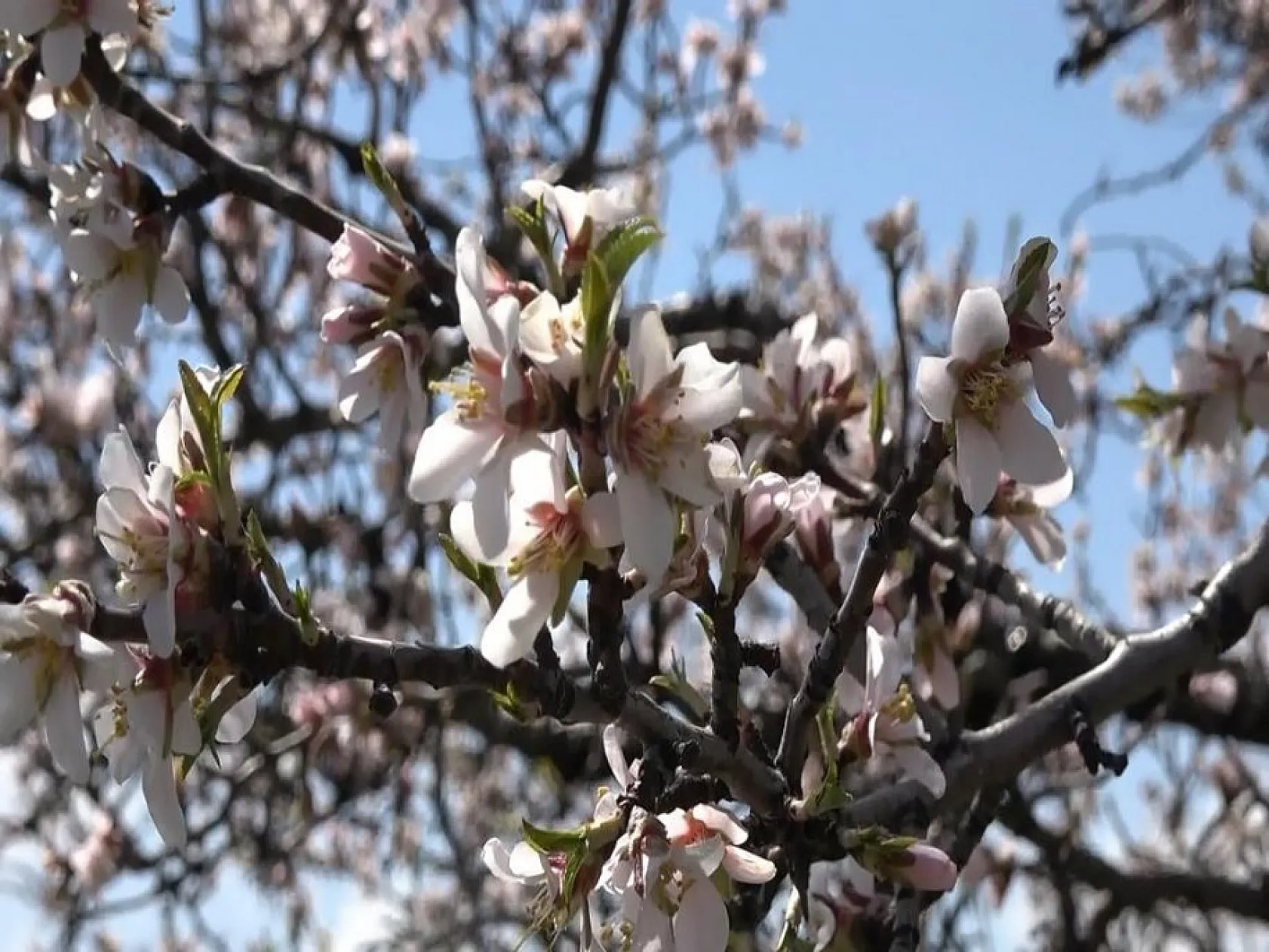 Hazar Gölü'nde çiçek açan ağaçlar kartpostallık görüntüler oluşturdu
