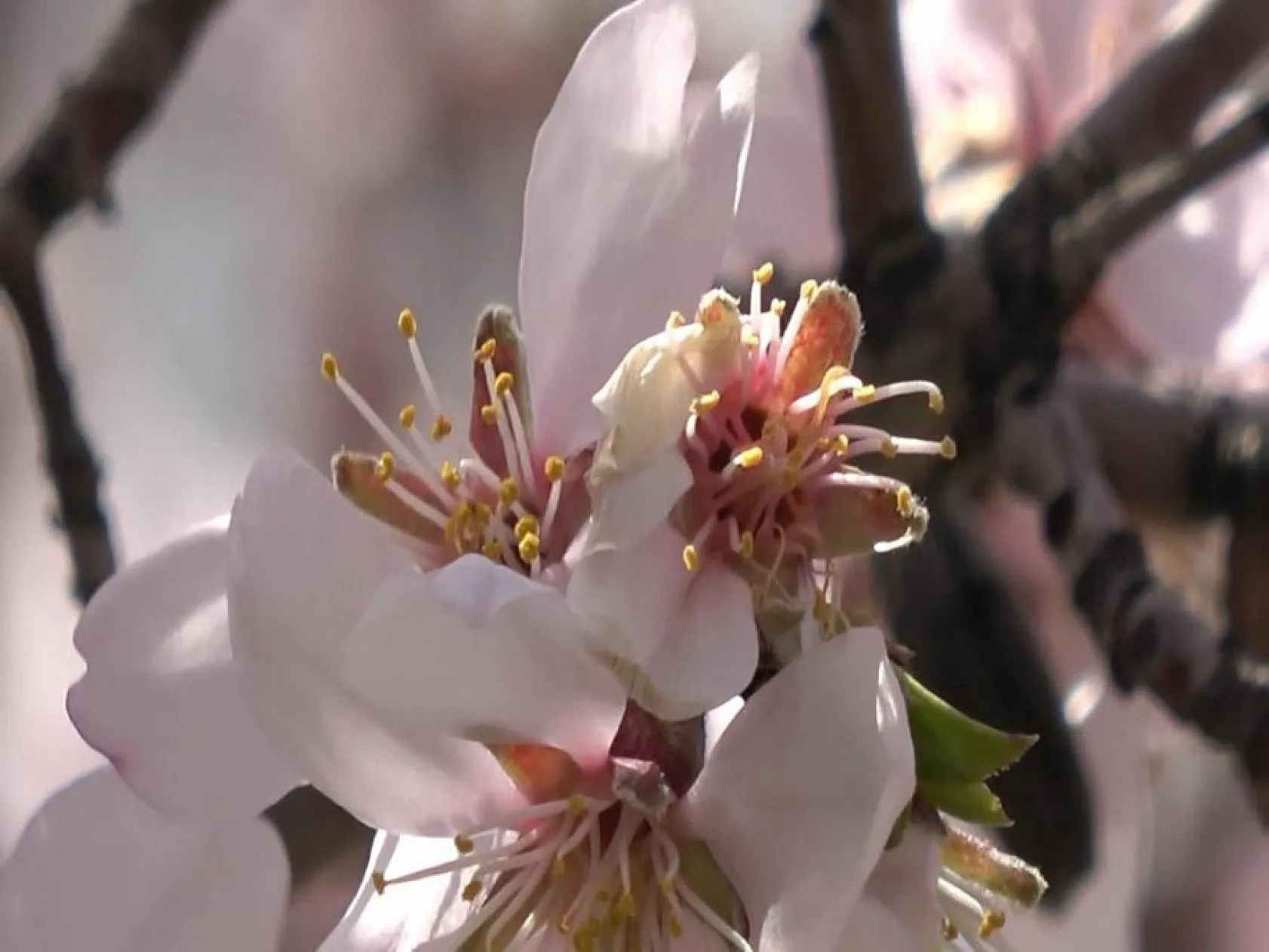 Hazar Gölü'nde çiçek açan ağaçlar kartpostallık görüntüler oluşturdu