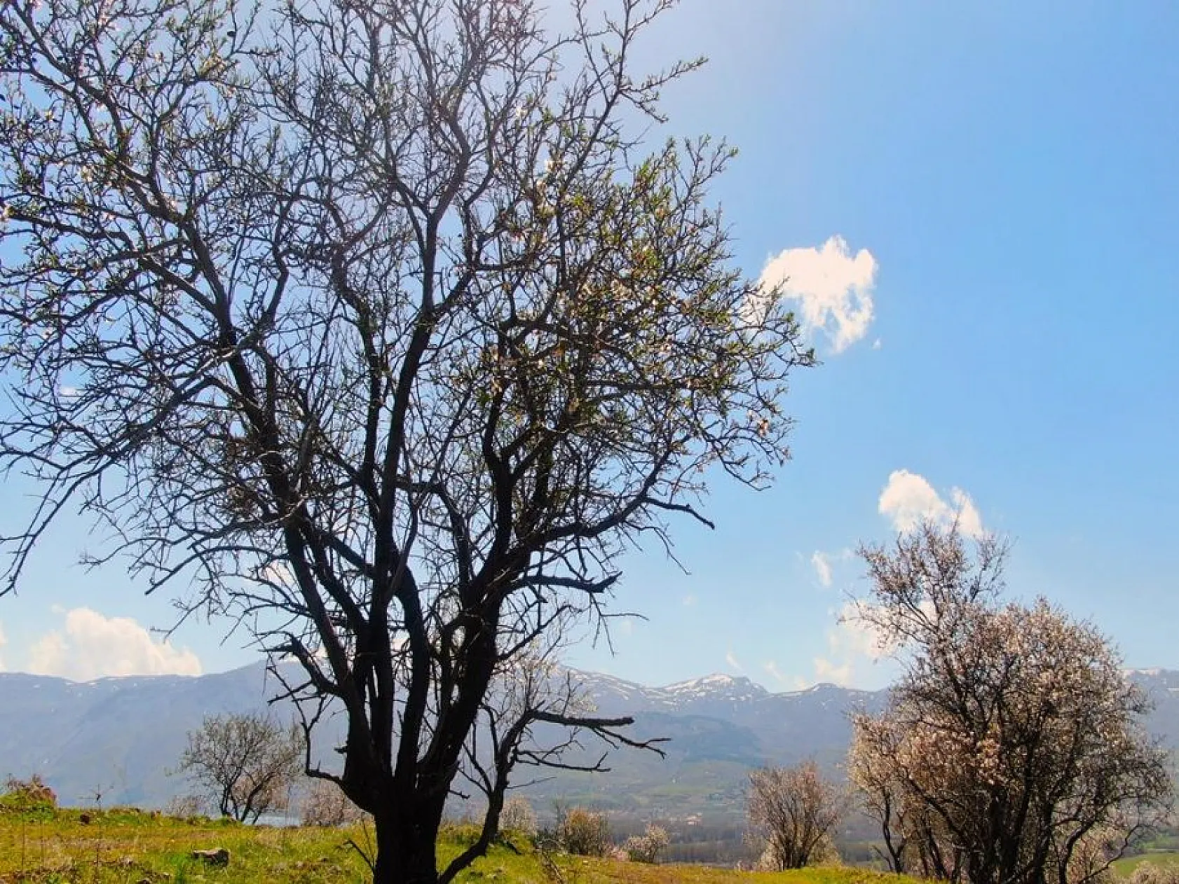 Hazar Gölü'nde çiçek açan ağaçlar kartpostallık görüntüler oluşturdu