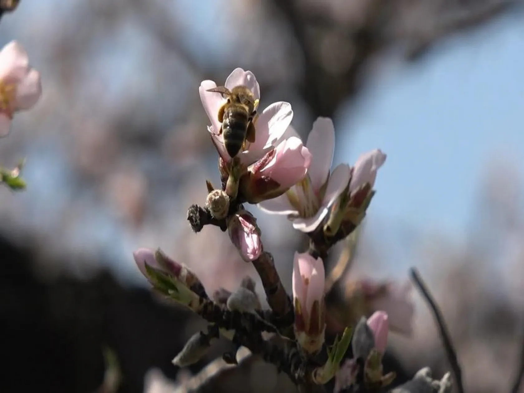 Hazar Gölü'nde çiçek açan ağaçlar kartpostallık görüntüler oluşturdu