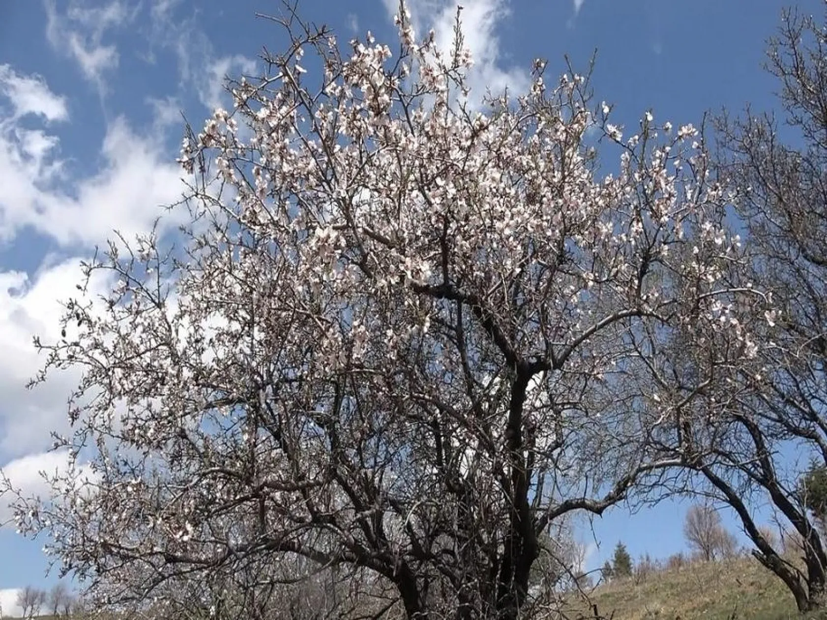 Hazar Gölü'nde çiçek açan ağaçlar kartpostallık görüntüler oluşturdu
