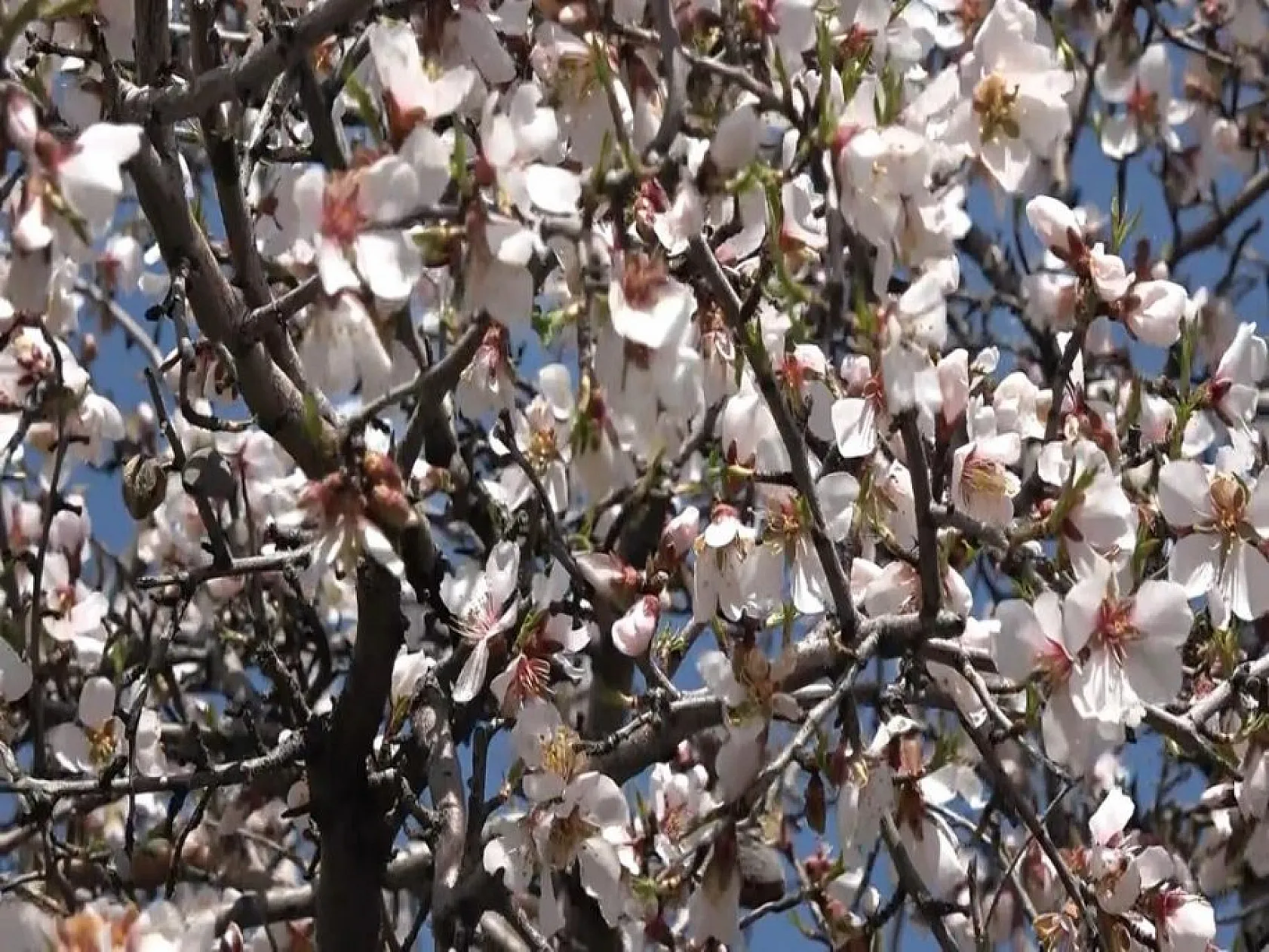 Hazar Gölü'nde çiçek açan ağaçlar kartpostallık görüntüler oluşturdu