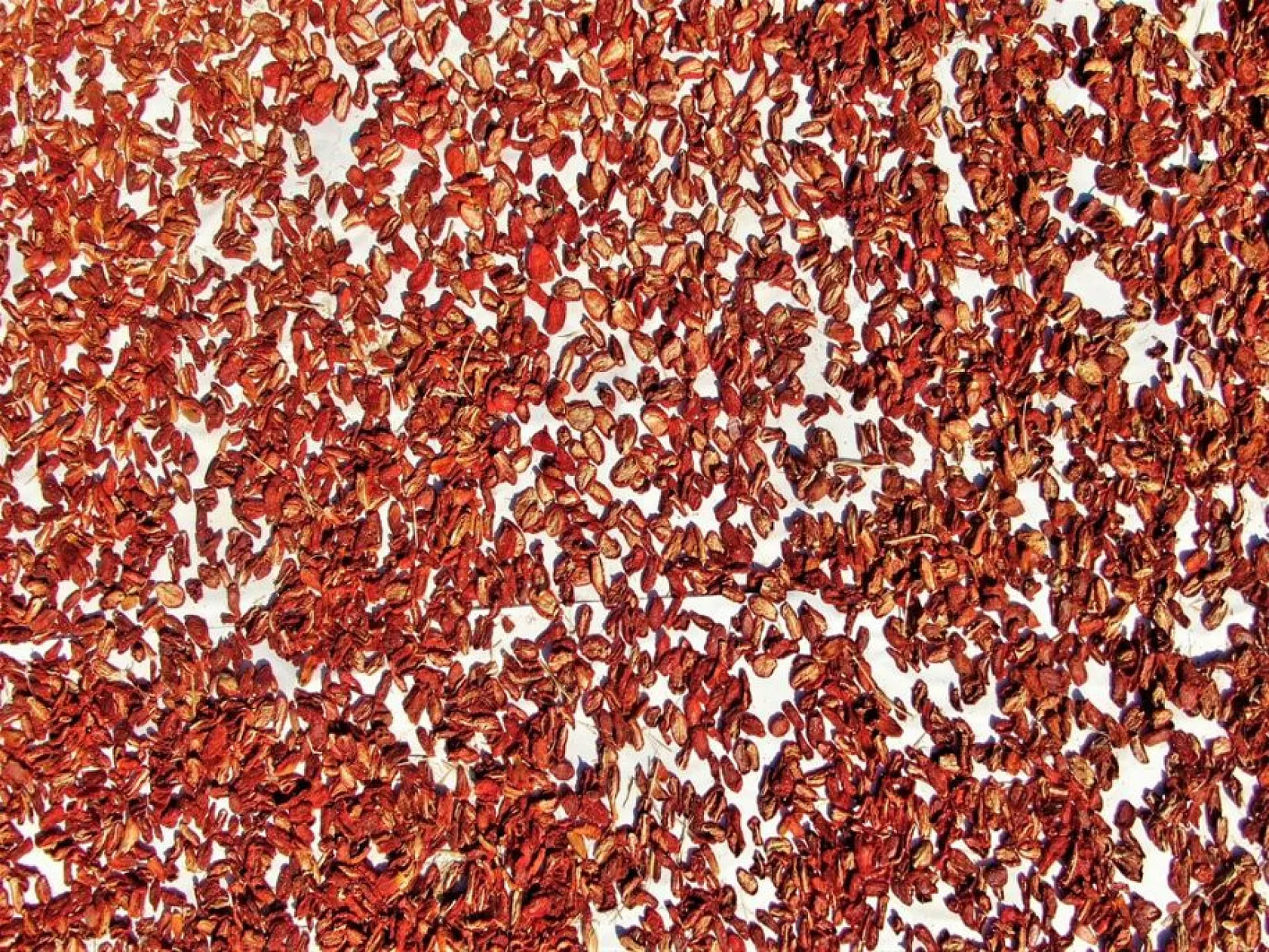 Elazığlı domates üreticilerinden anlamlı mesaj!