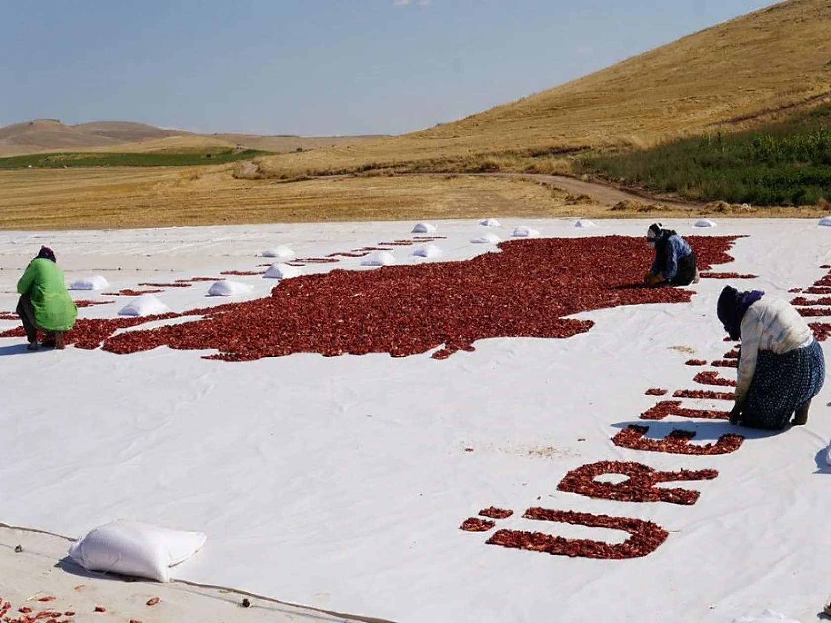 Elazığlı domates üreticilerinden anlamlı mesaj!
