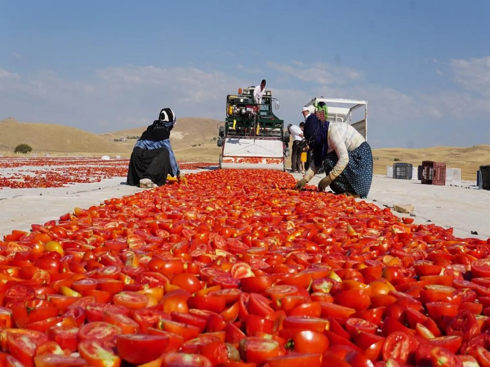 Elazığlı domates üreticilerinden anlamlı mesaj!