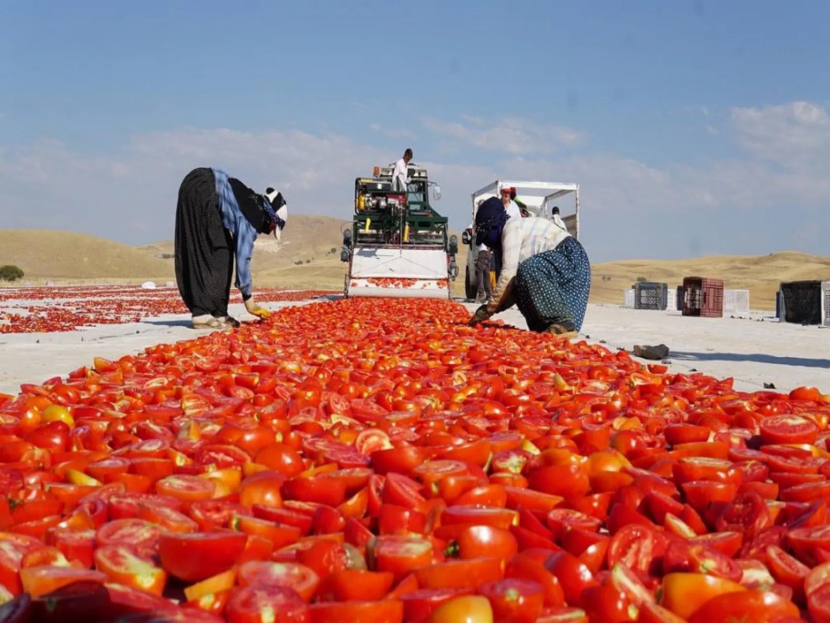 Elazığlı domates üreticilerinden anlamlı mesaj!