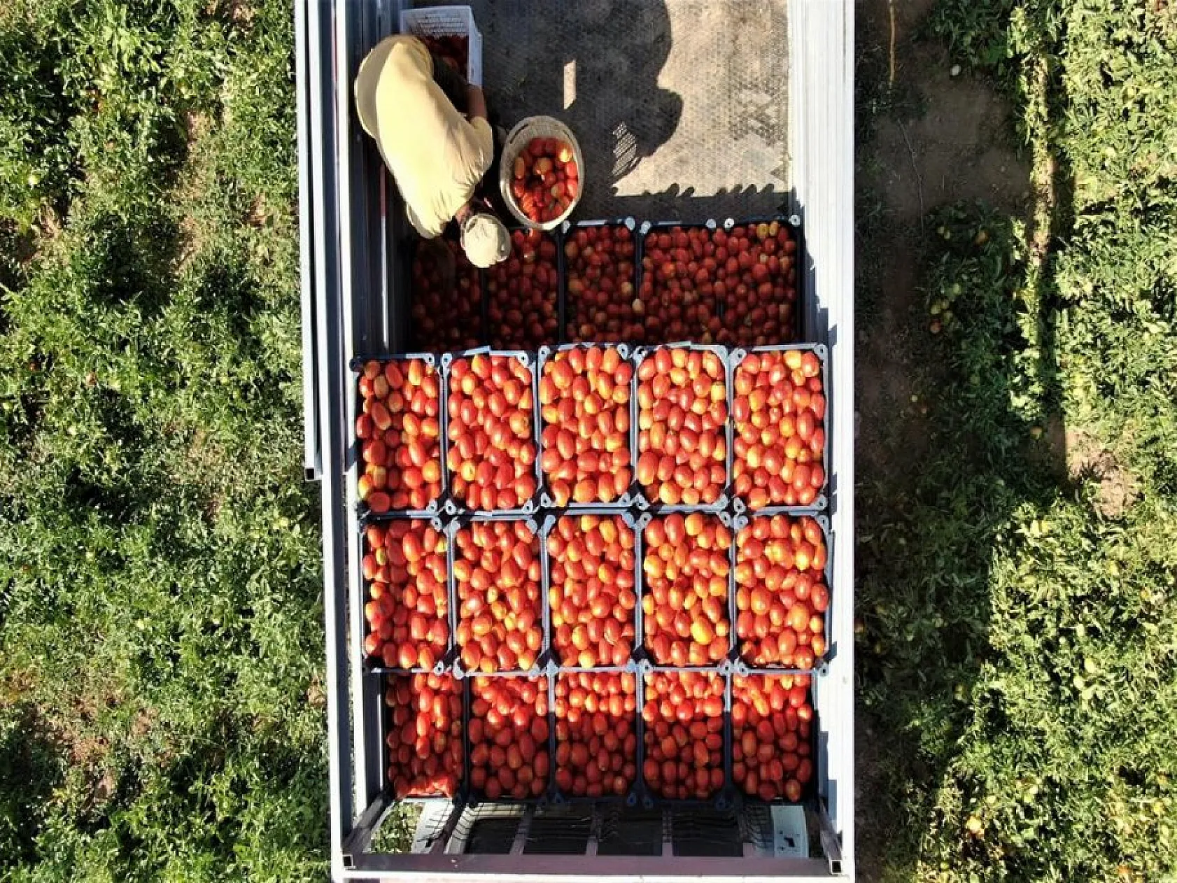 Elazığlı domates üreticilerinden anlamlı mesaj!