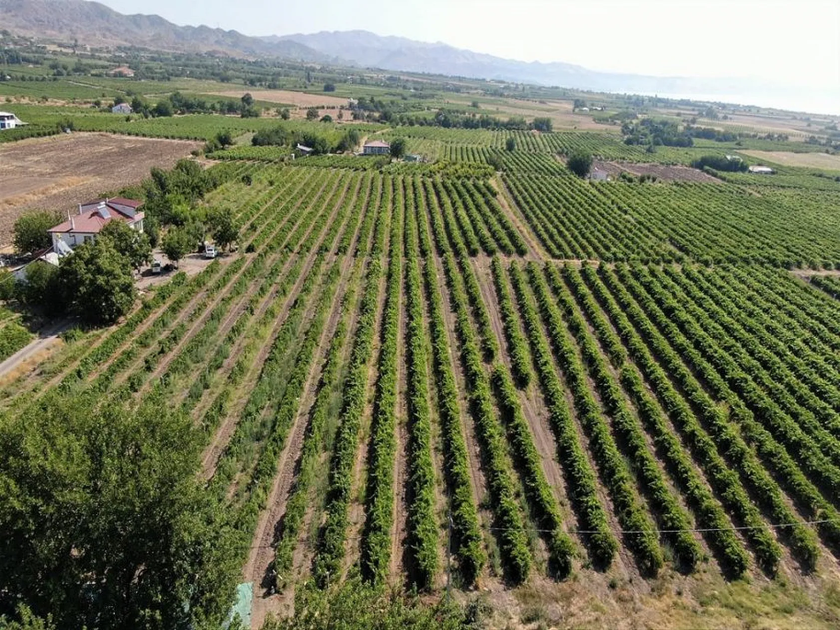 Elazığlı domates üreticilerinden anlamlı mesaj!