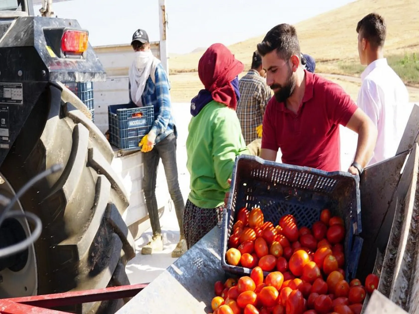 Elazığlı domates üreticilerinden anlamlı mesaj!