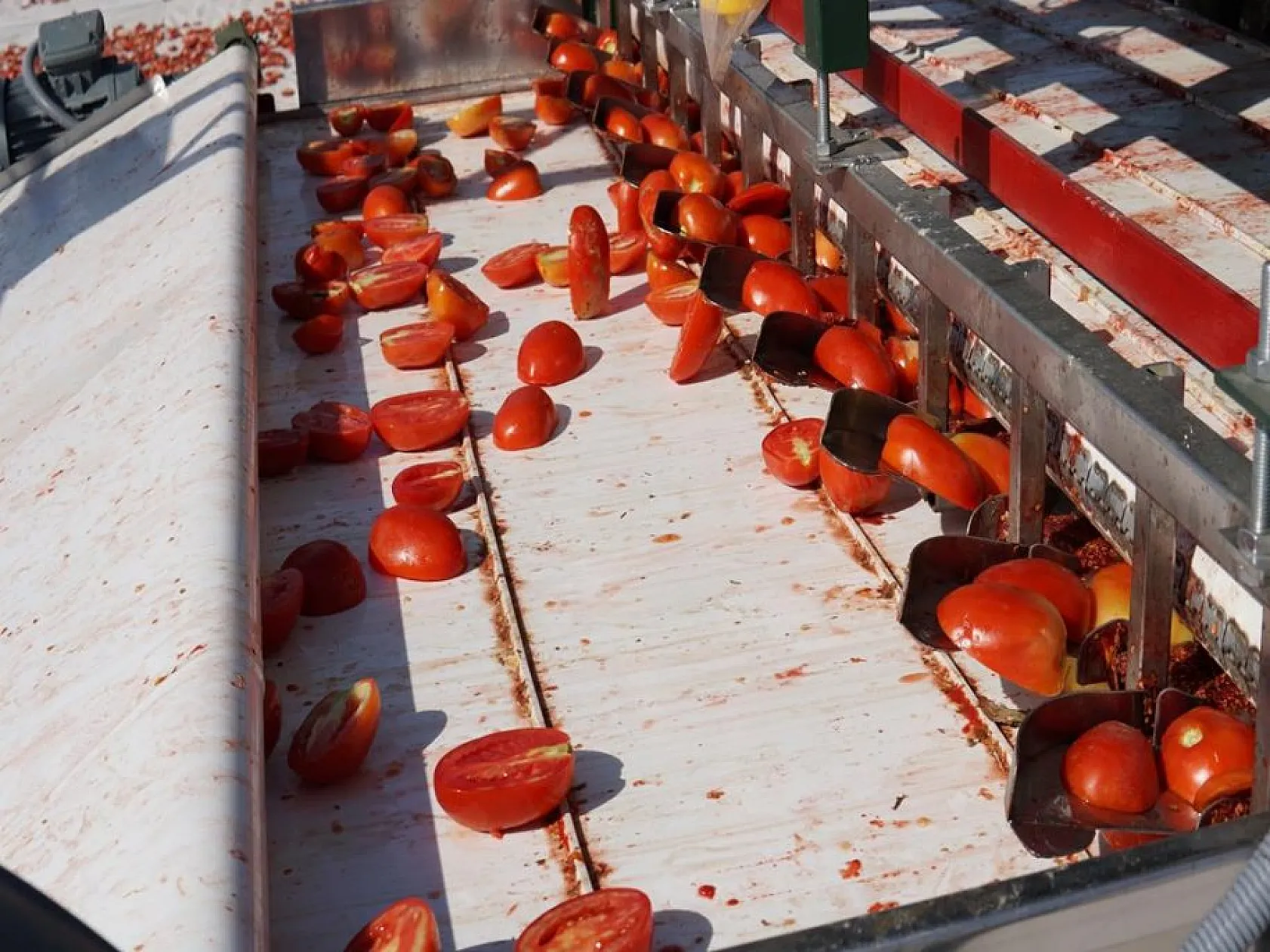 Elazığlı domates üreticilerinden anlamlı mesaj!