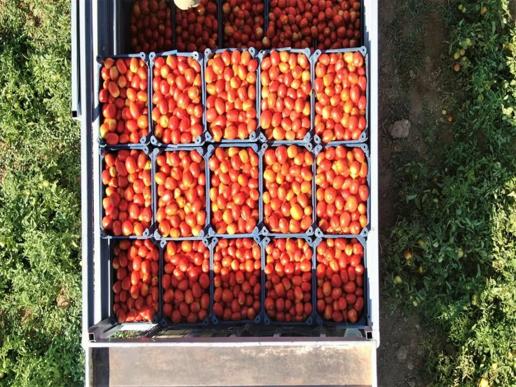 Elazığlı domates üreticilerinden anlamlı mesaj!