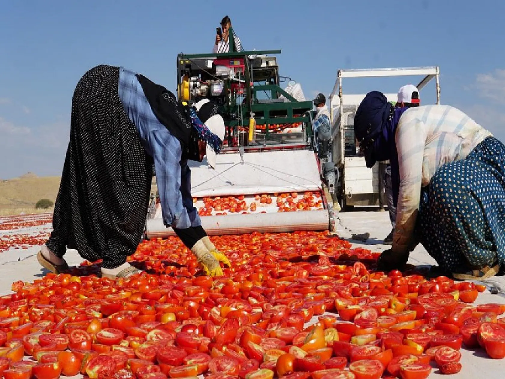 Elazığlı domates üreticilerinden anlamlı mesaj!