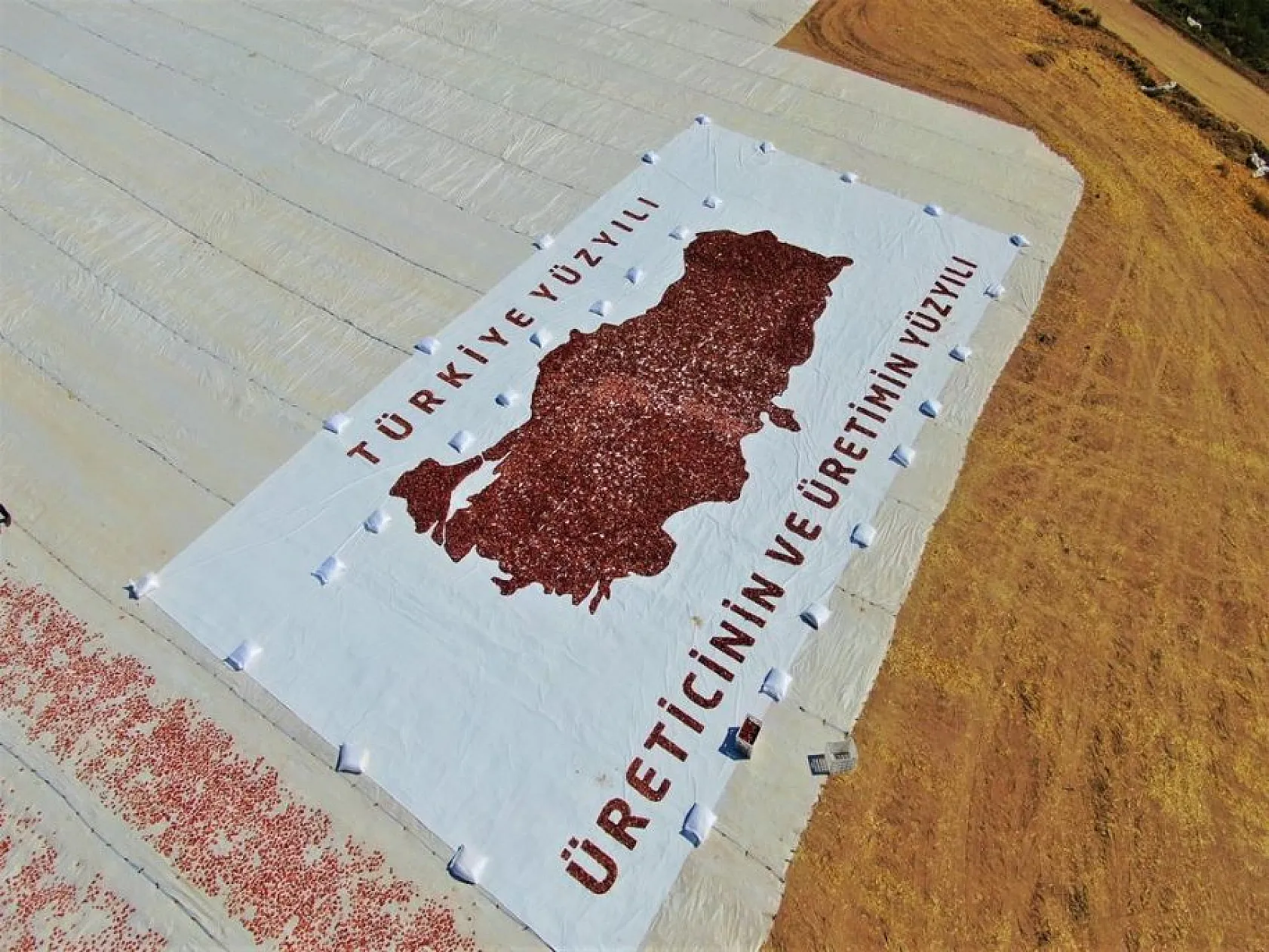 Elazığlı domates üreticilerinden anlamlı mesaj!