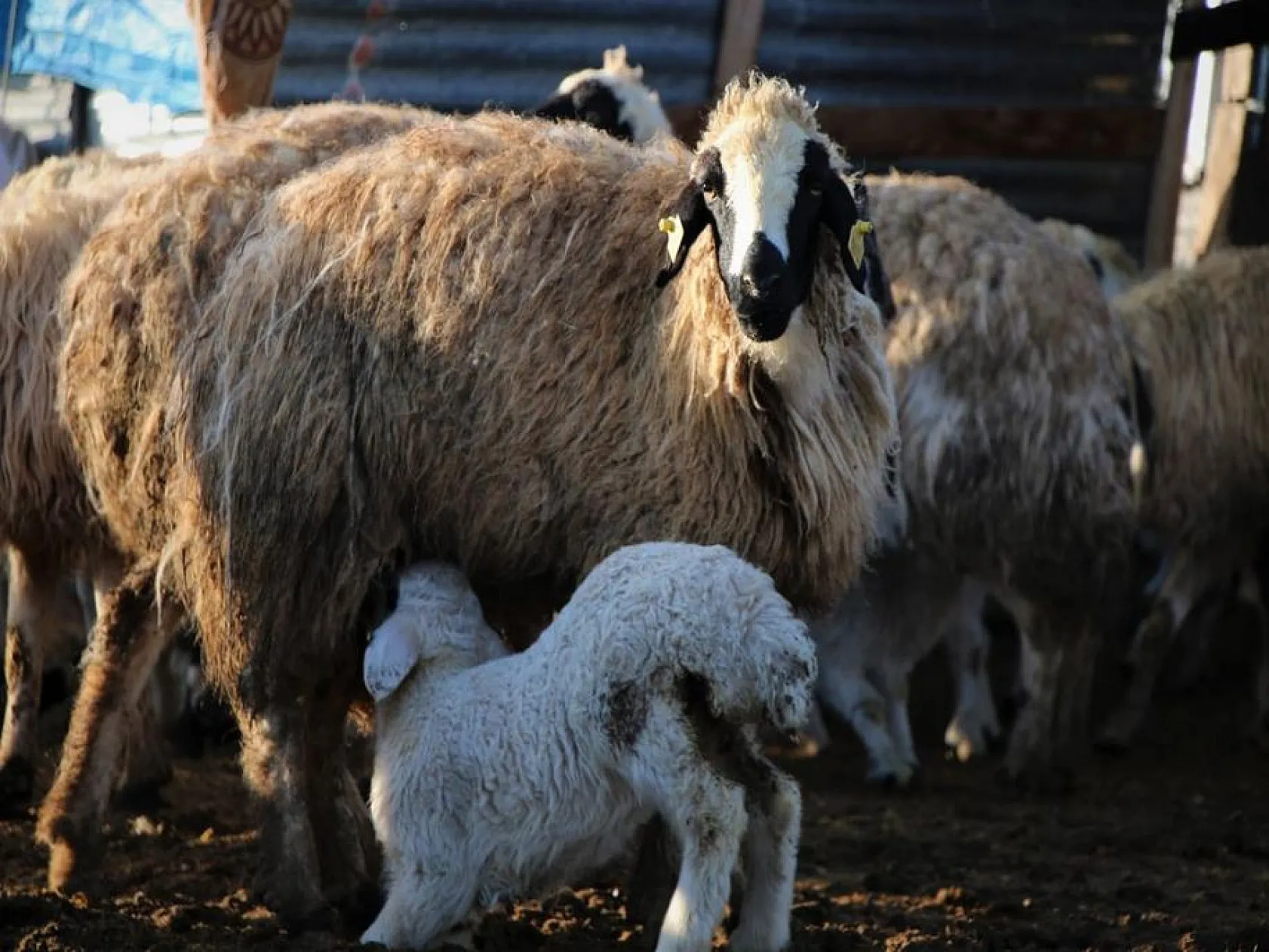 Kuzuların anneleri ile buluşması yürekleri ısıttı