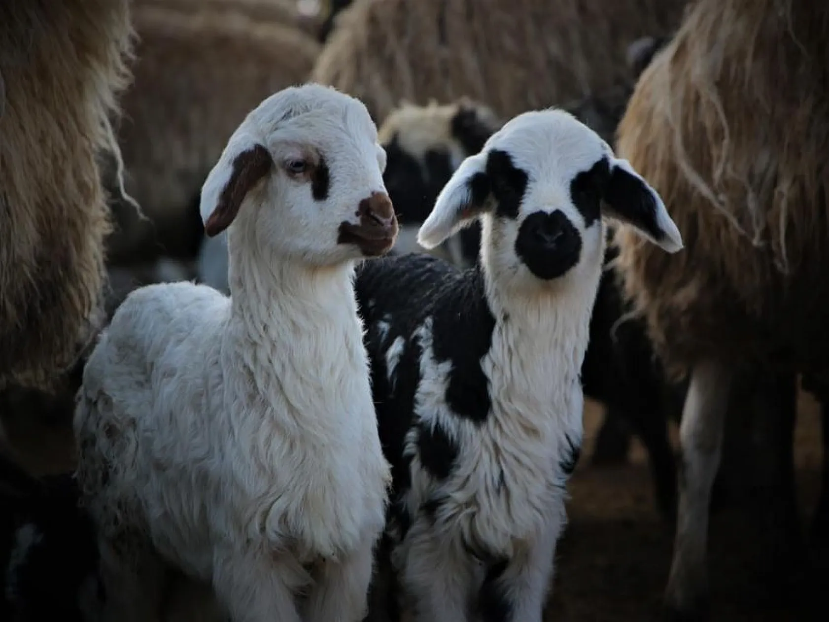 Kuzuların anneleri ile buluşması yürekleri ısıttı