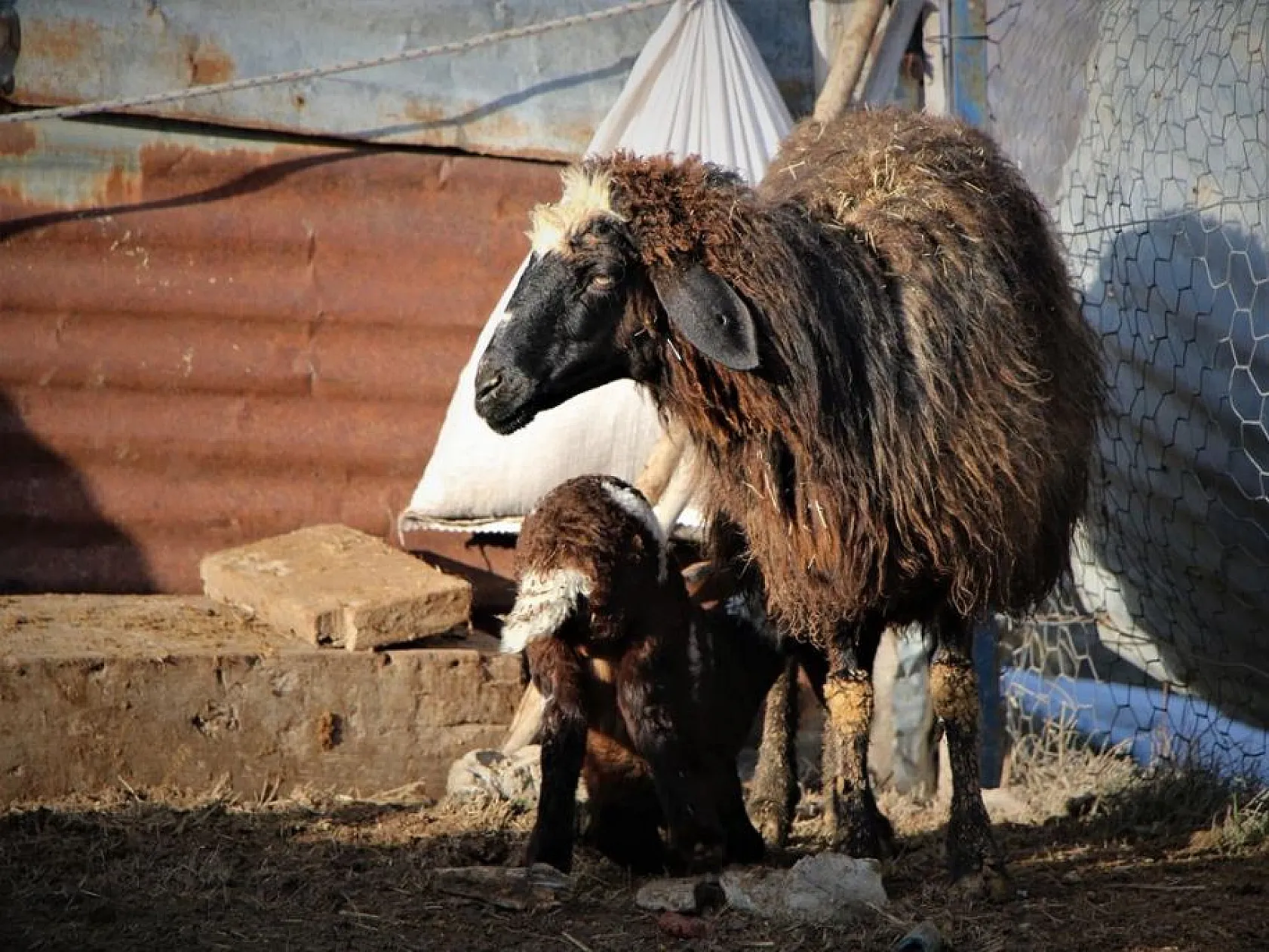 Kuzuların anneleri ile buluşması yürekleri ısıttı