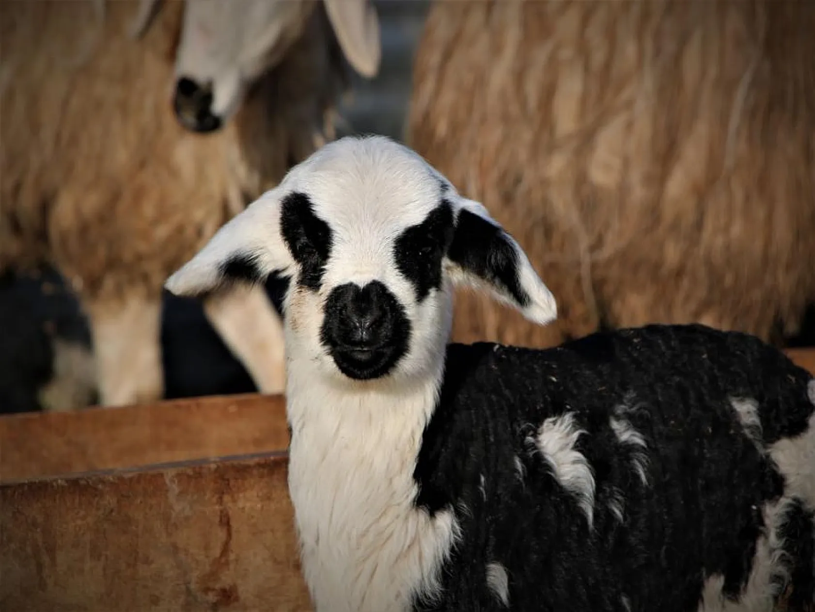 Kuzuların anneleri ile buluşması yürekleri ısıttı