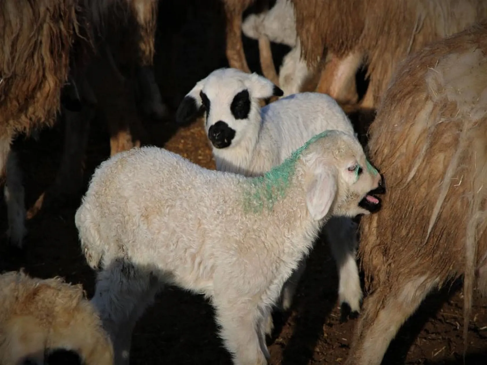 Kuzuların anneleri ile buluşması yürekleri ısıttı