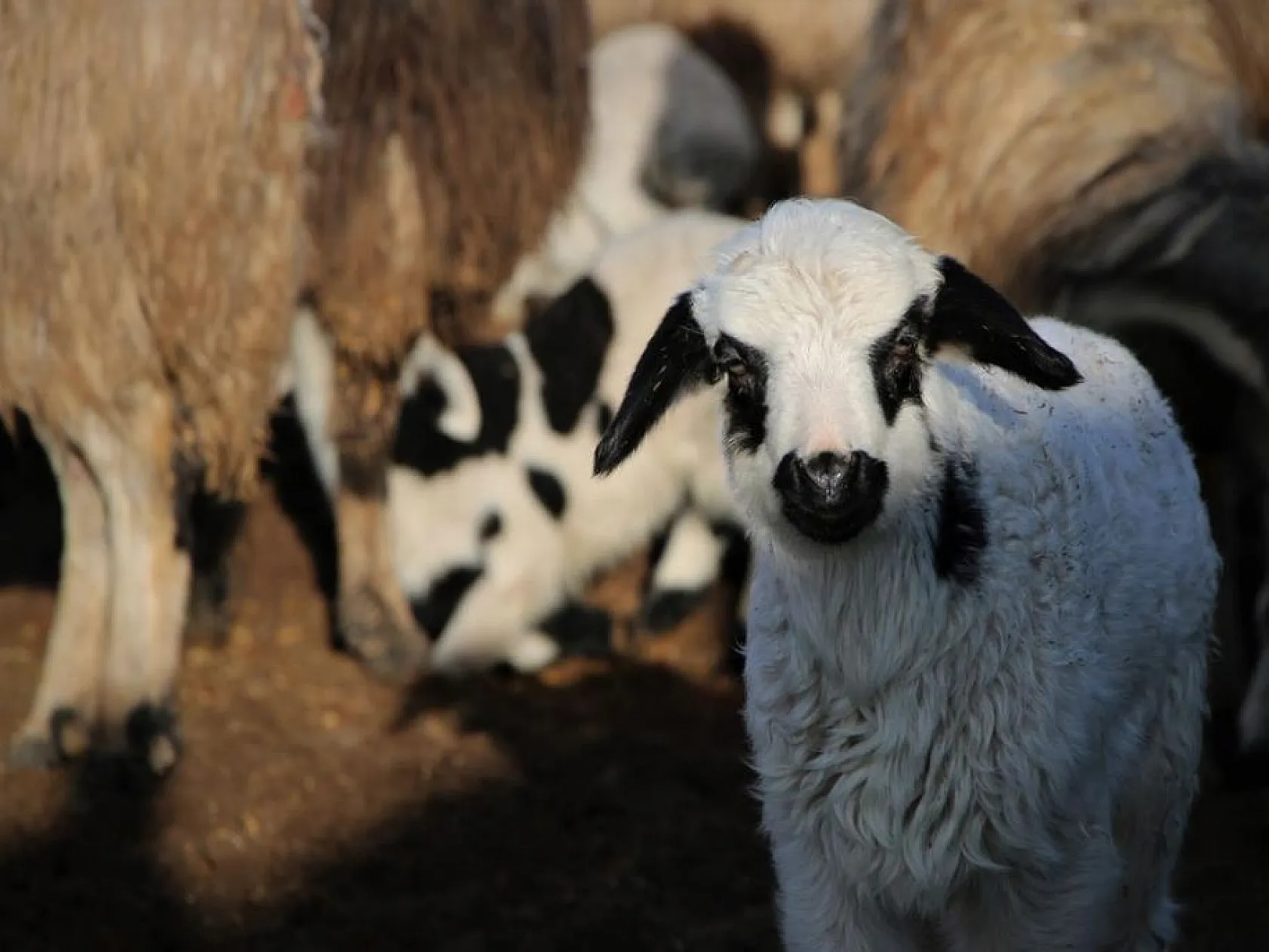 Kuzuların anneleri ile buluşması yürekleri ısıttı