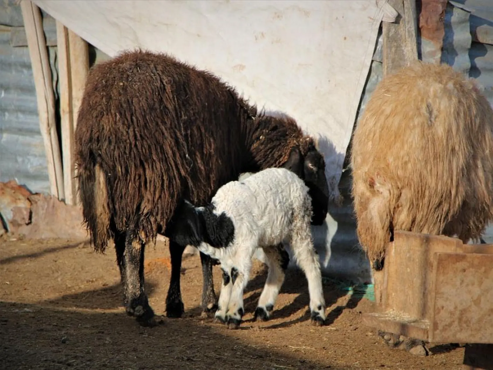 Kuzuların anneleri ile buluşması yürekleri ısıttı