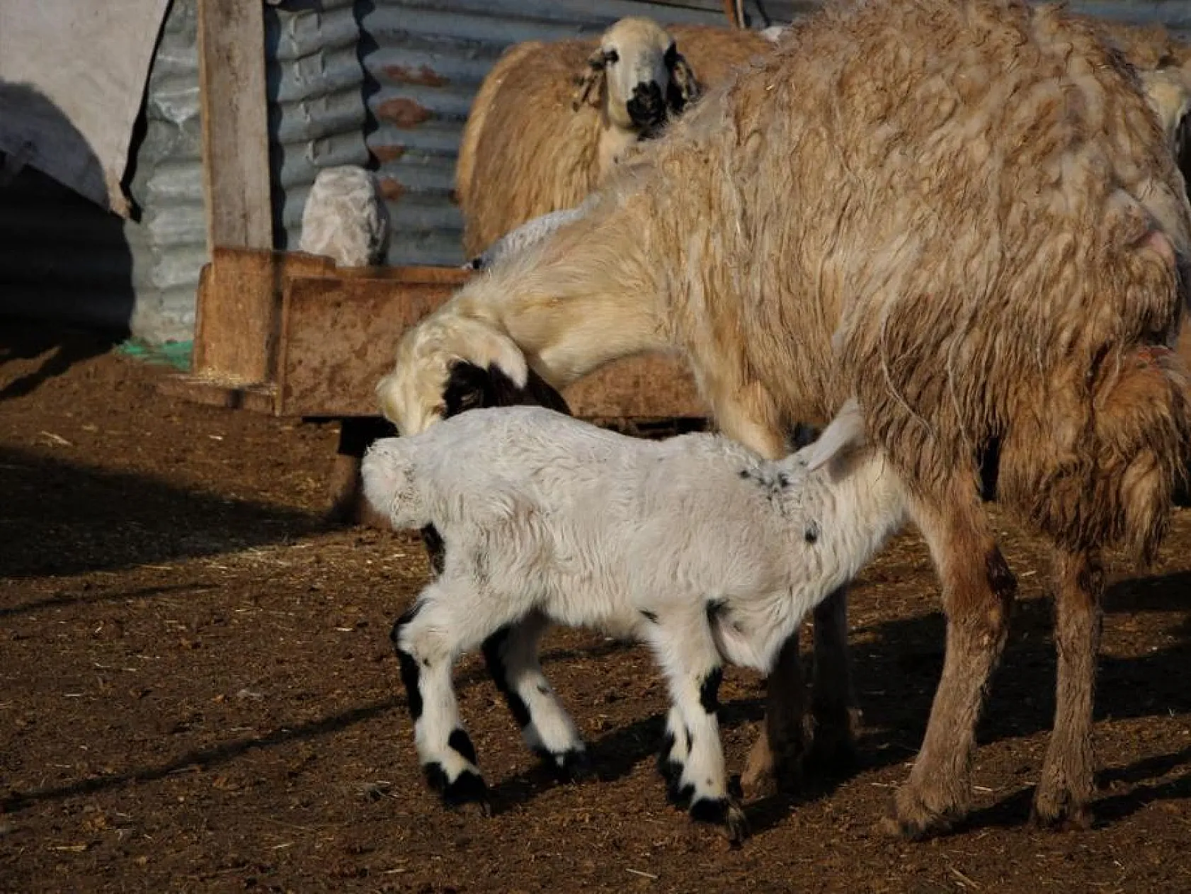 Kuzuların anneleri ile buluşması yürekleri ısıttı