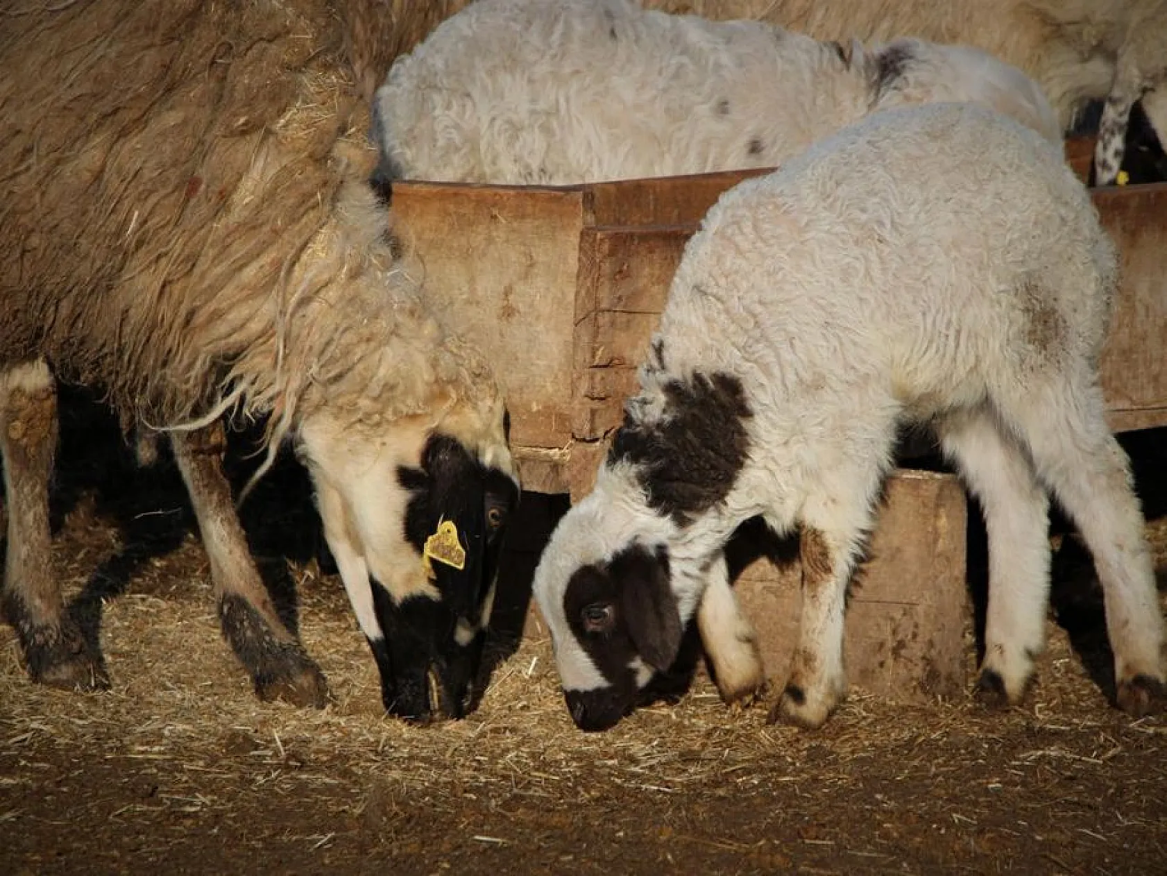 Kuzuların anneleri ile buluşması yürekleri ısıttı