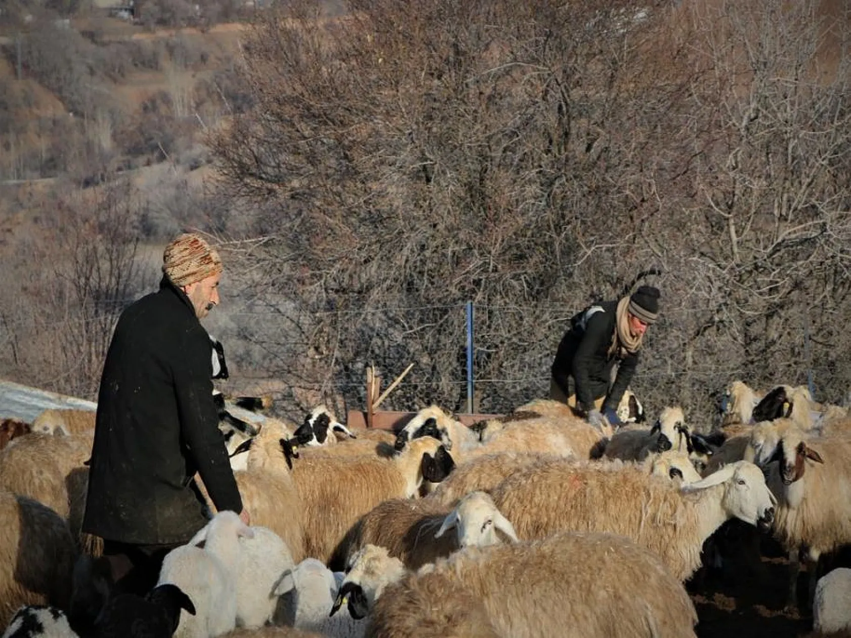 Kuzuların anneleri ile buluşması yürekleri ısıttı